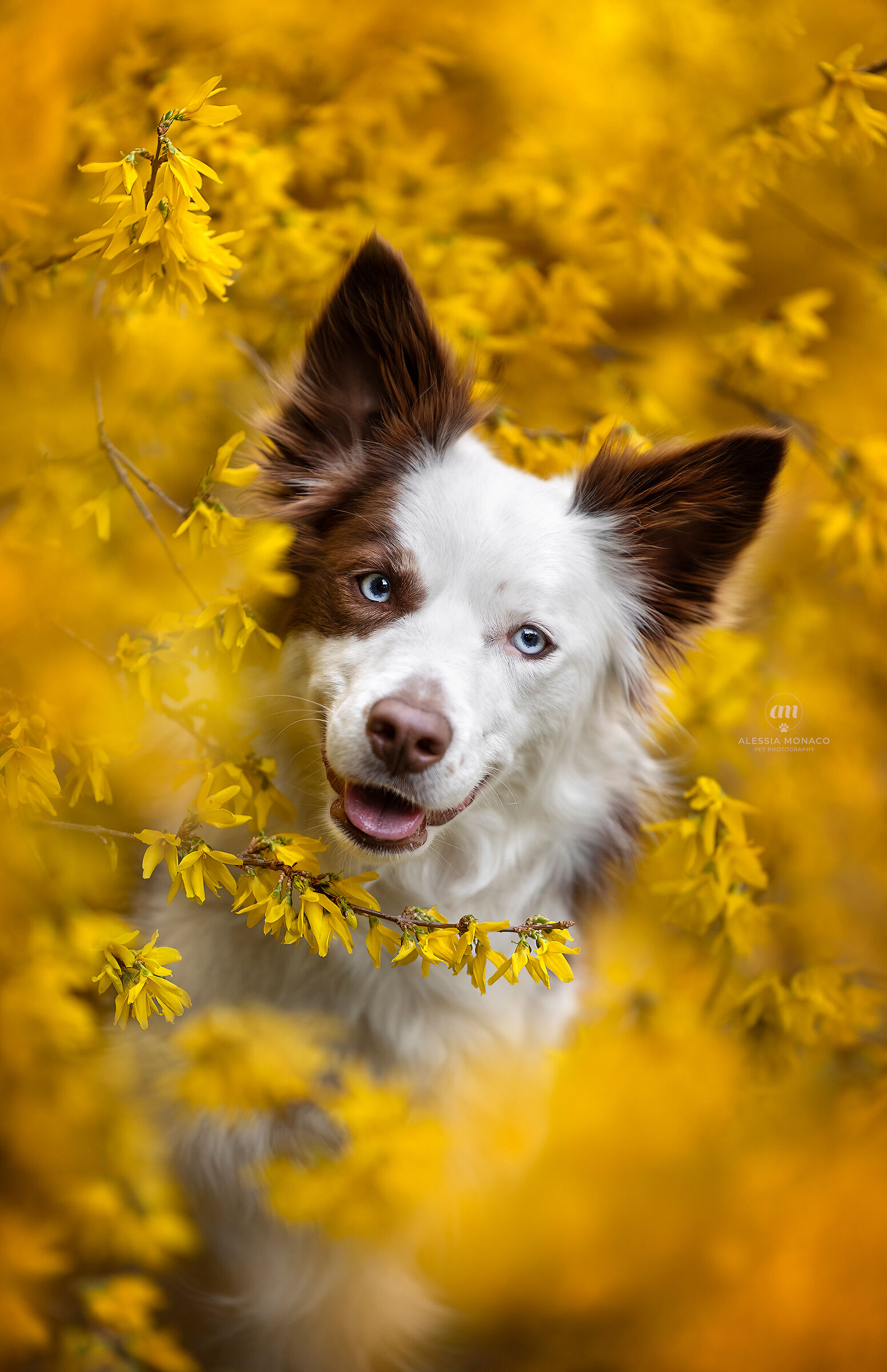 Nina in forsythia