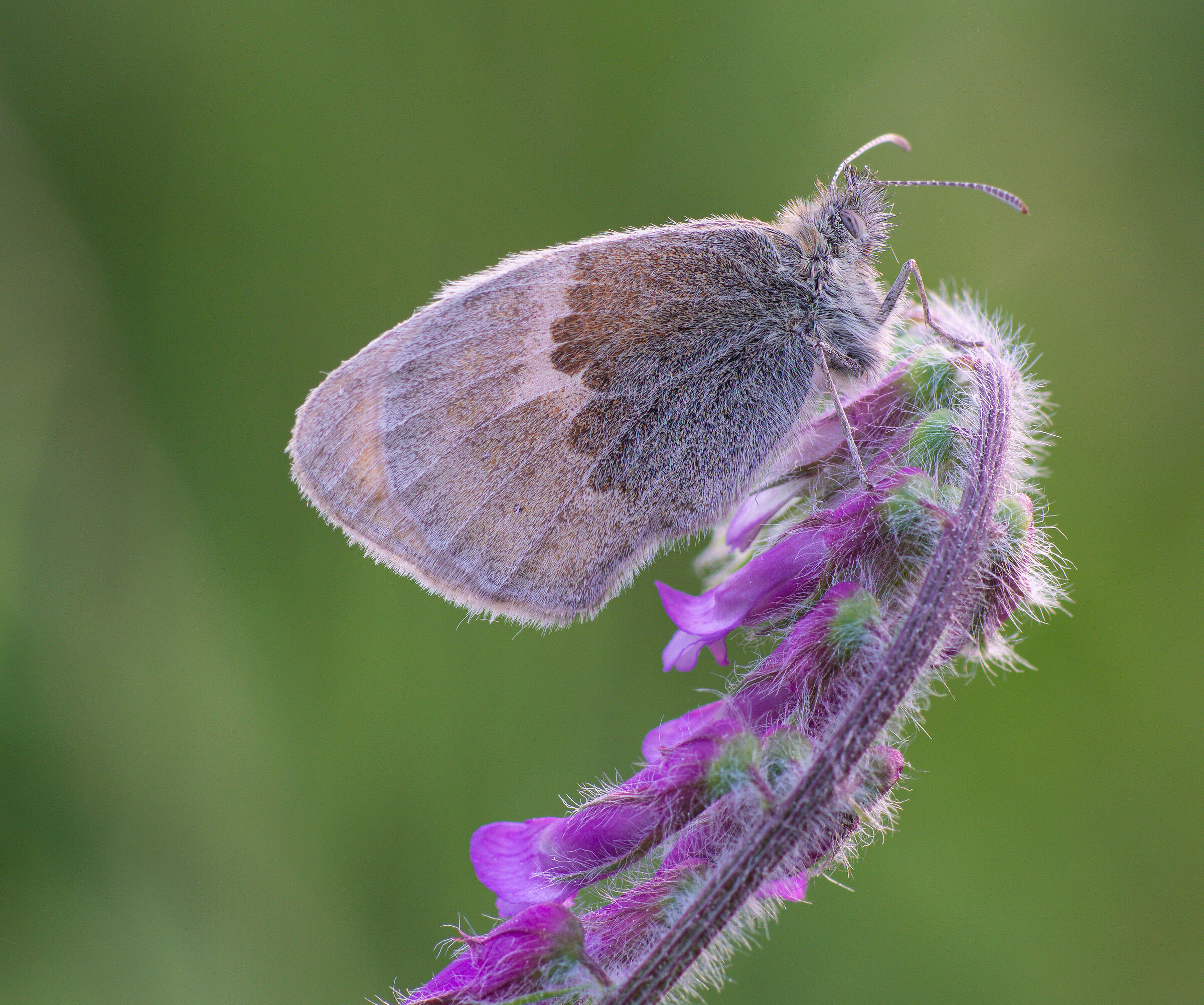 butterfly sitting on a flower