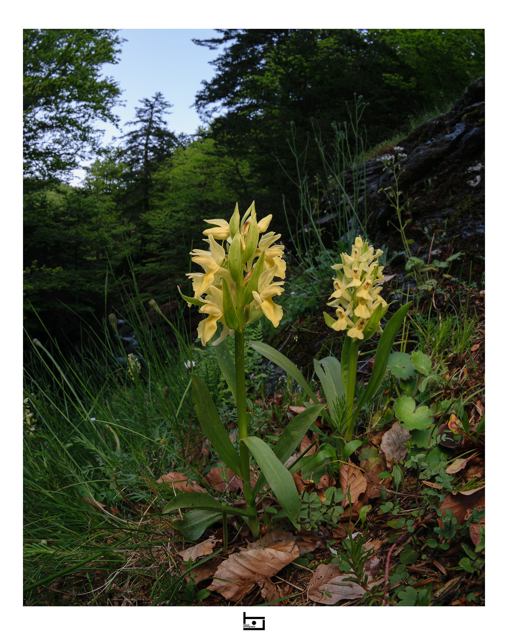 Sambucina in Aspromonte
