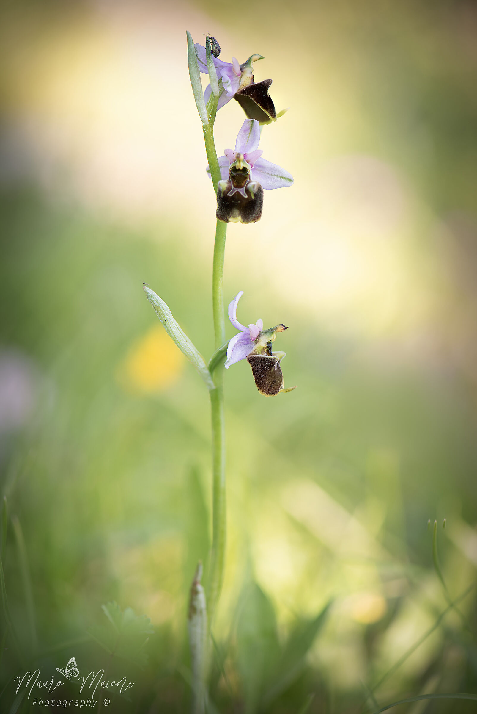Ophrys holosericea
