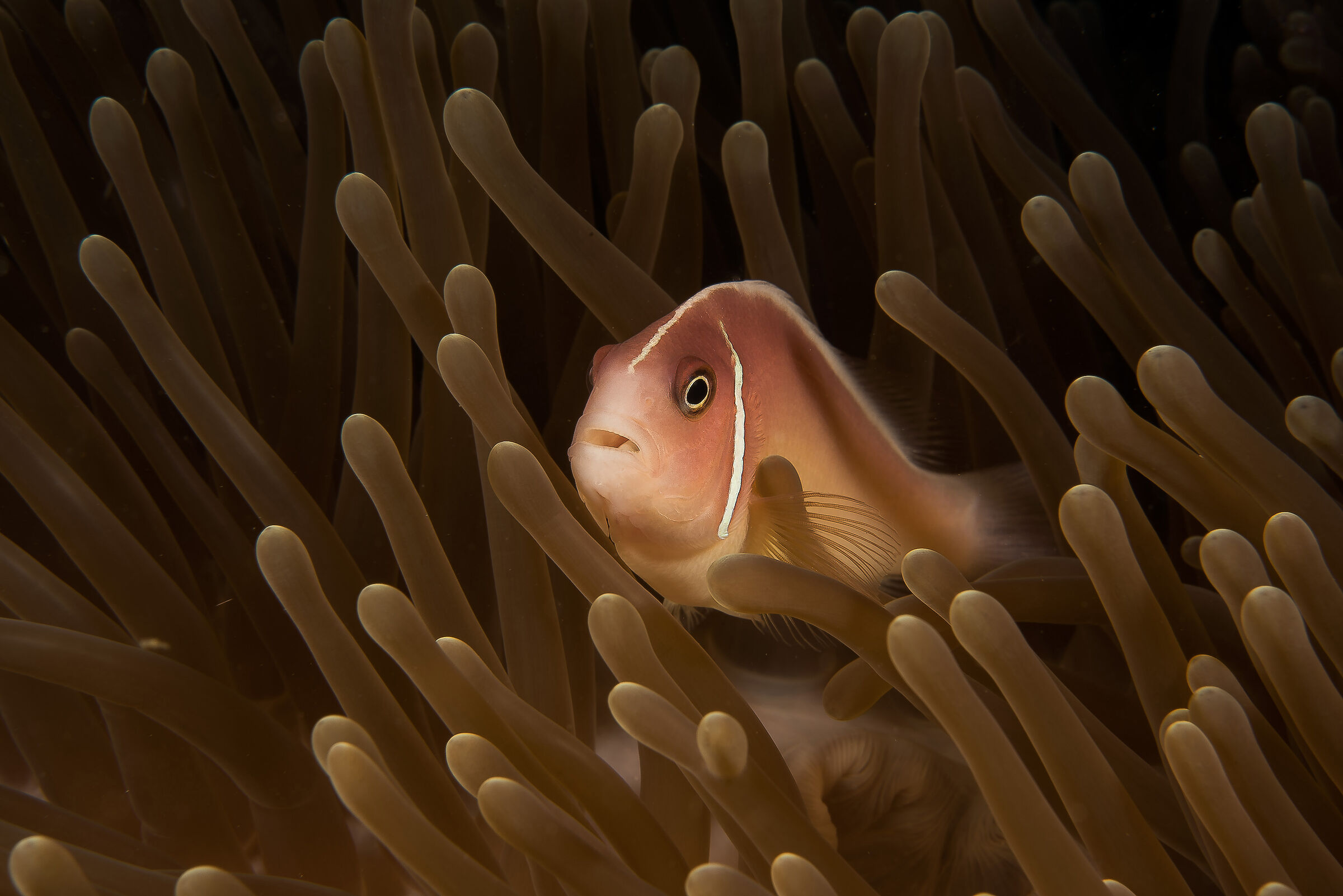 Amphiprion Perideraion, Indonesia