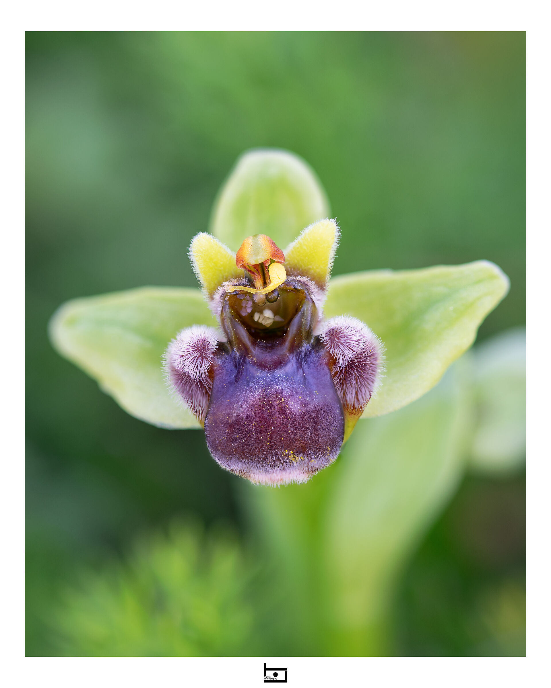 archetype14/model=?:O Phrys-bombyliflora: