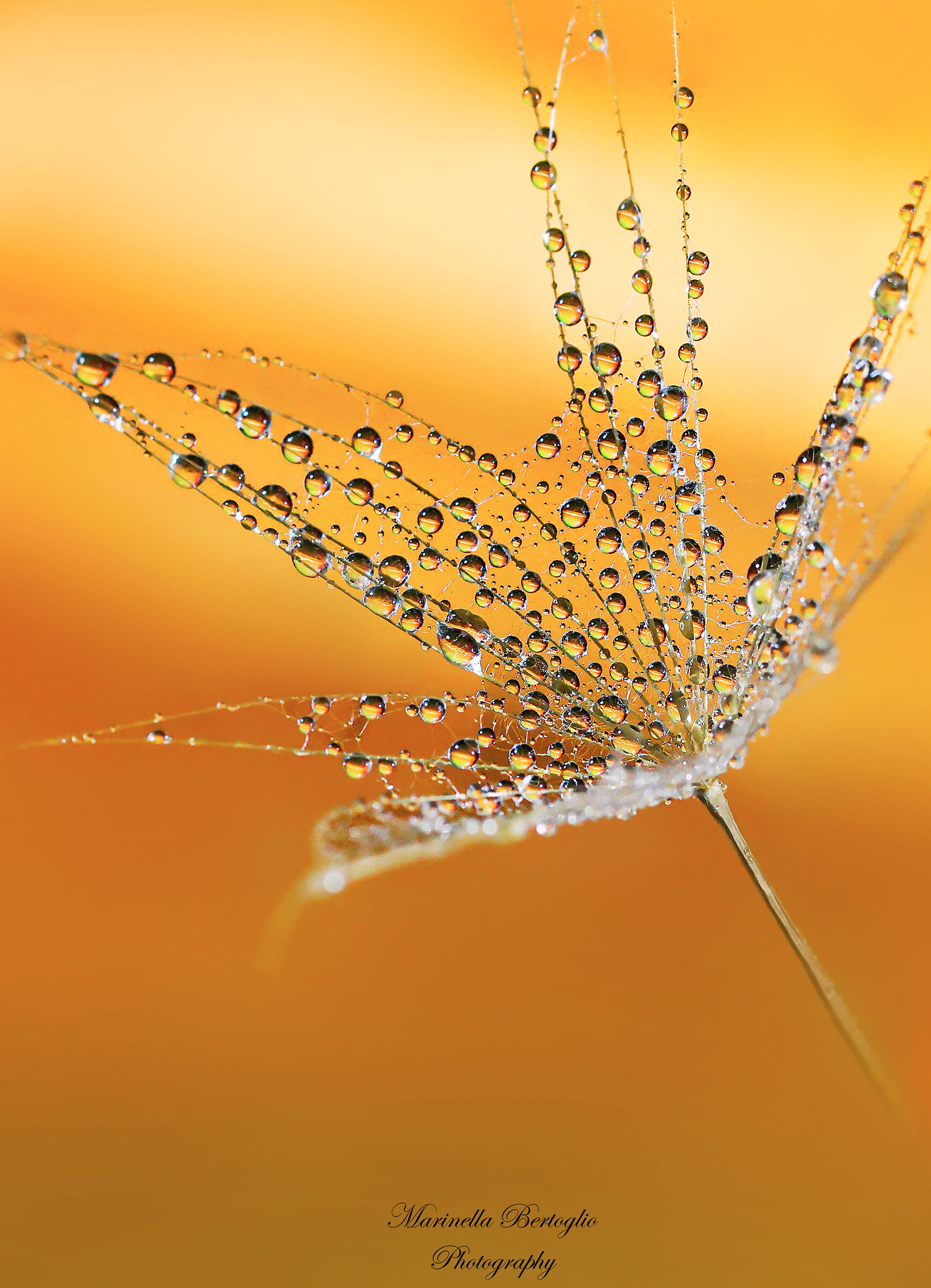 drops on dandelion
