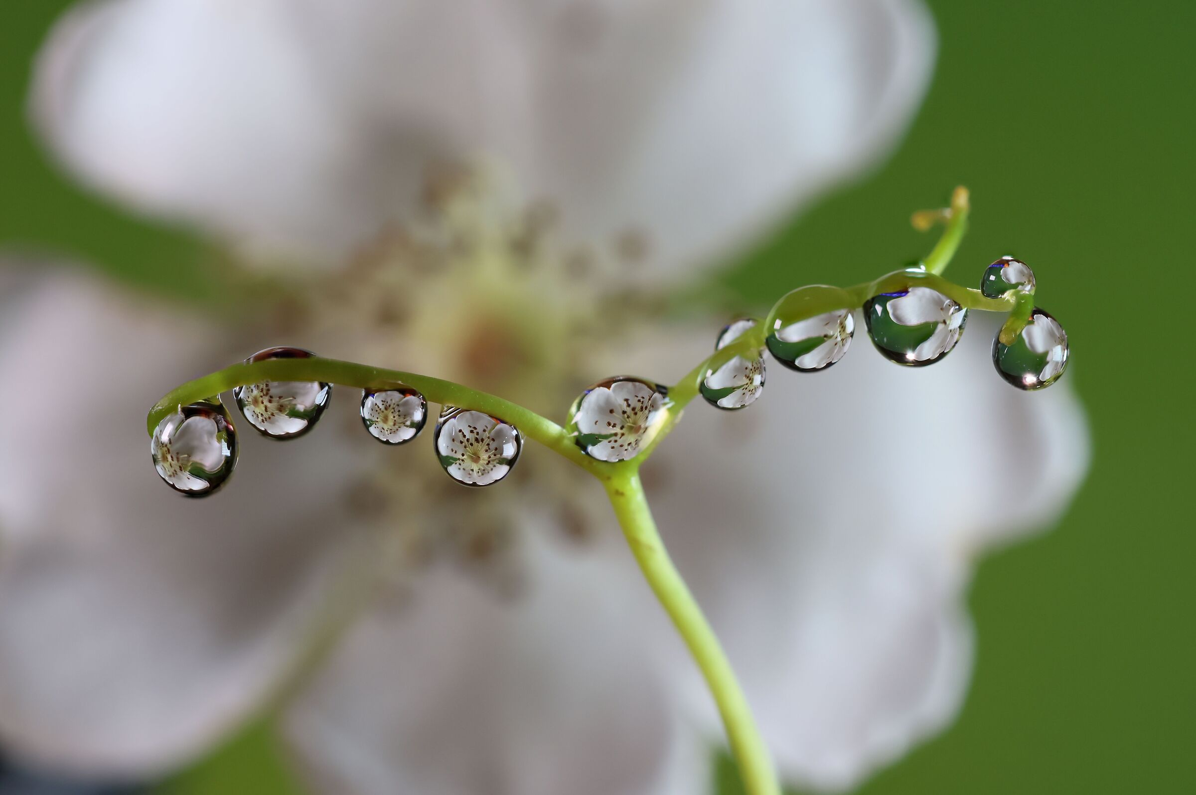 flower with drops