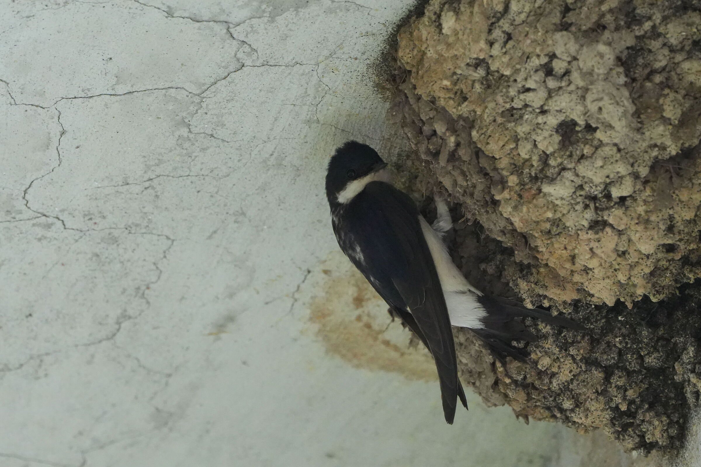House martin