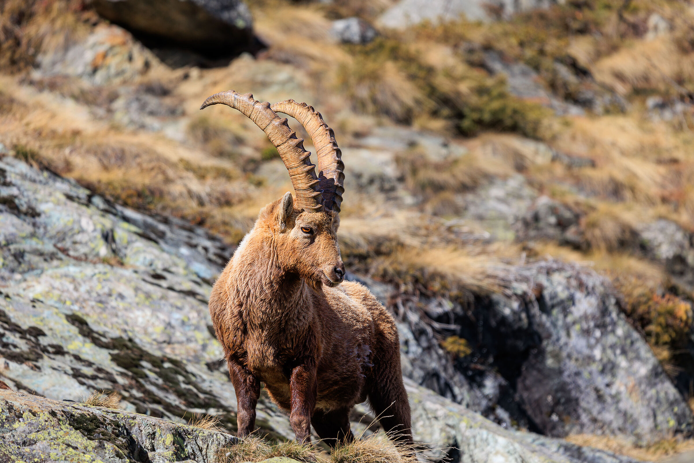 Ibex