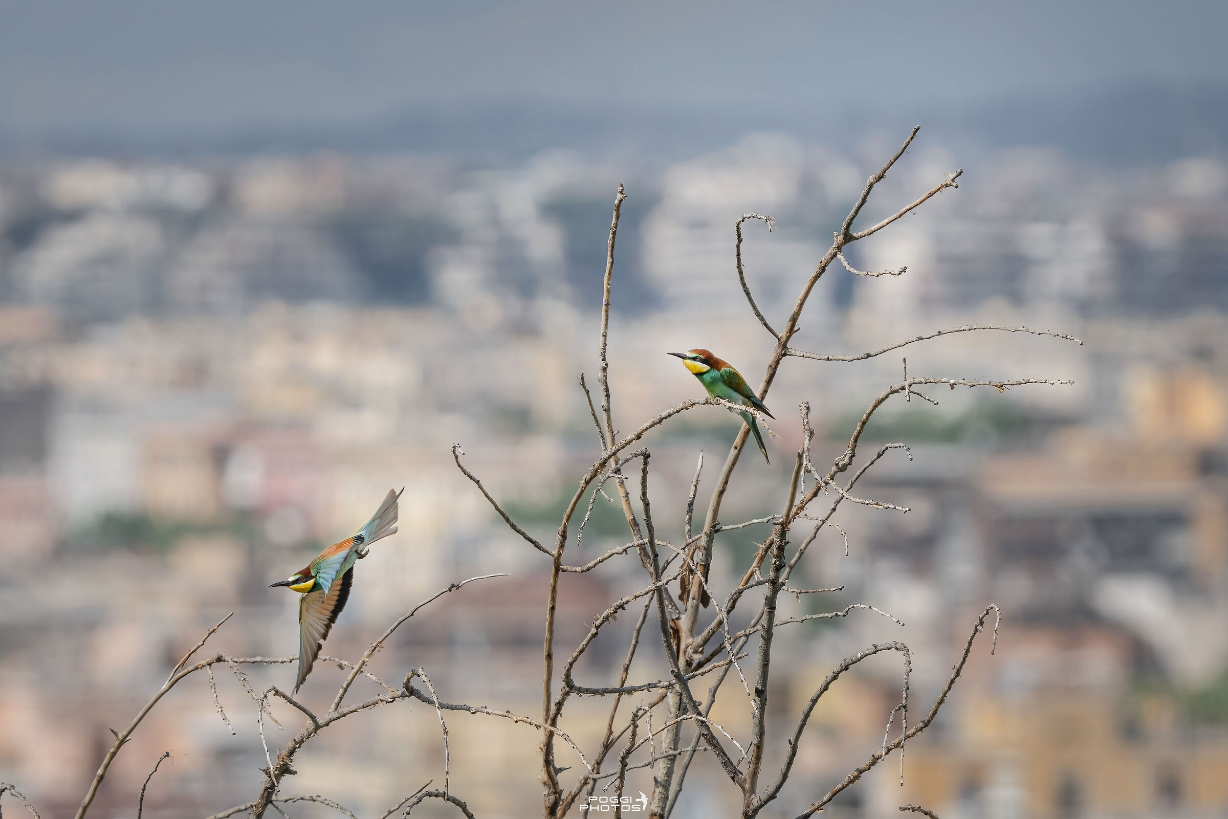 Roman bee-eaters