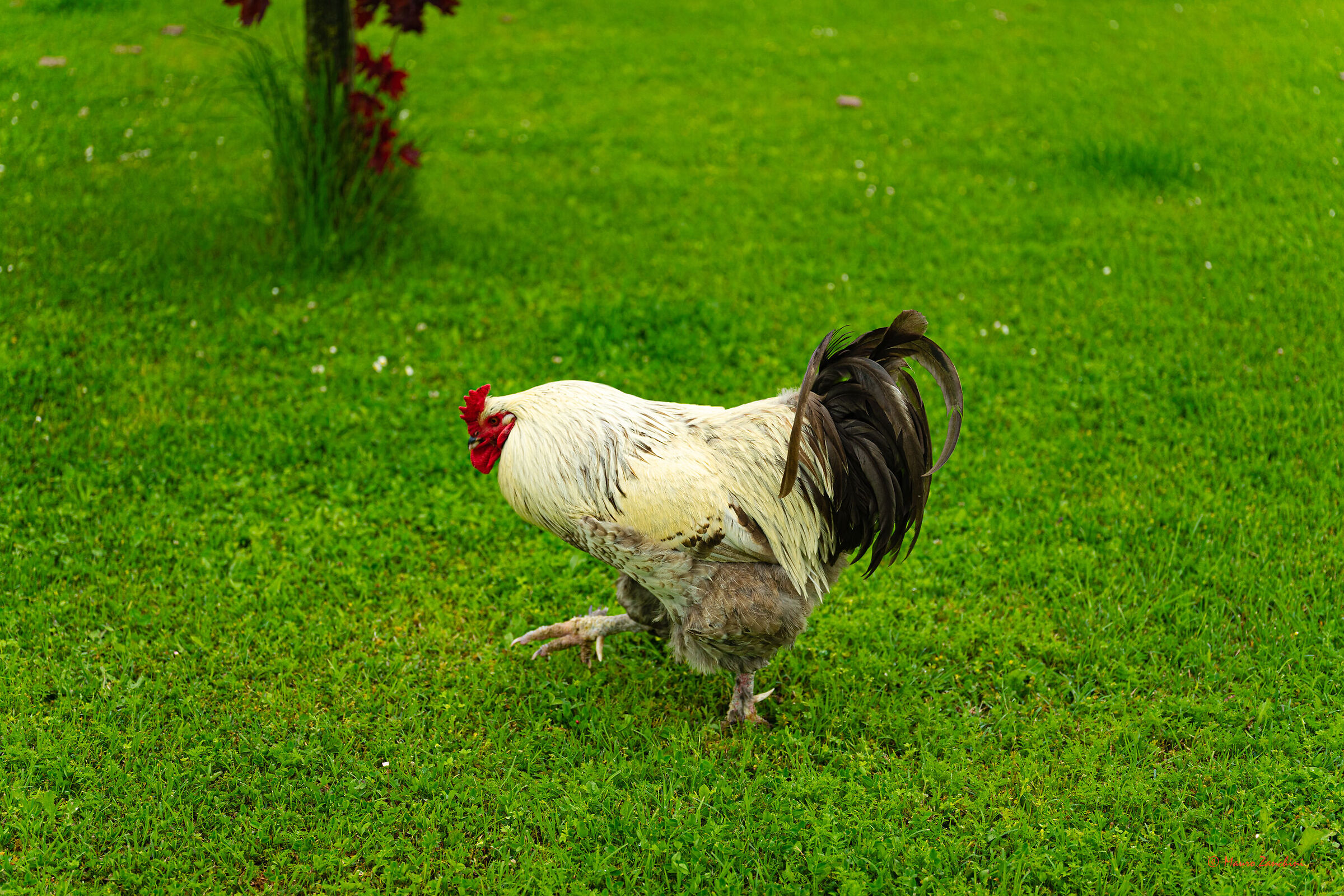 Rooster rooster