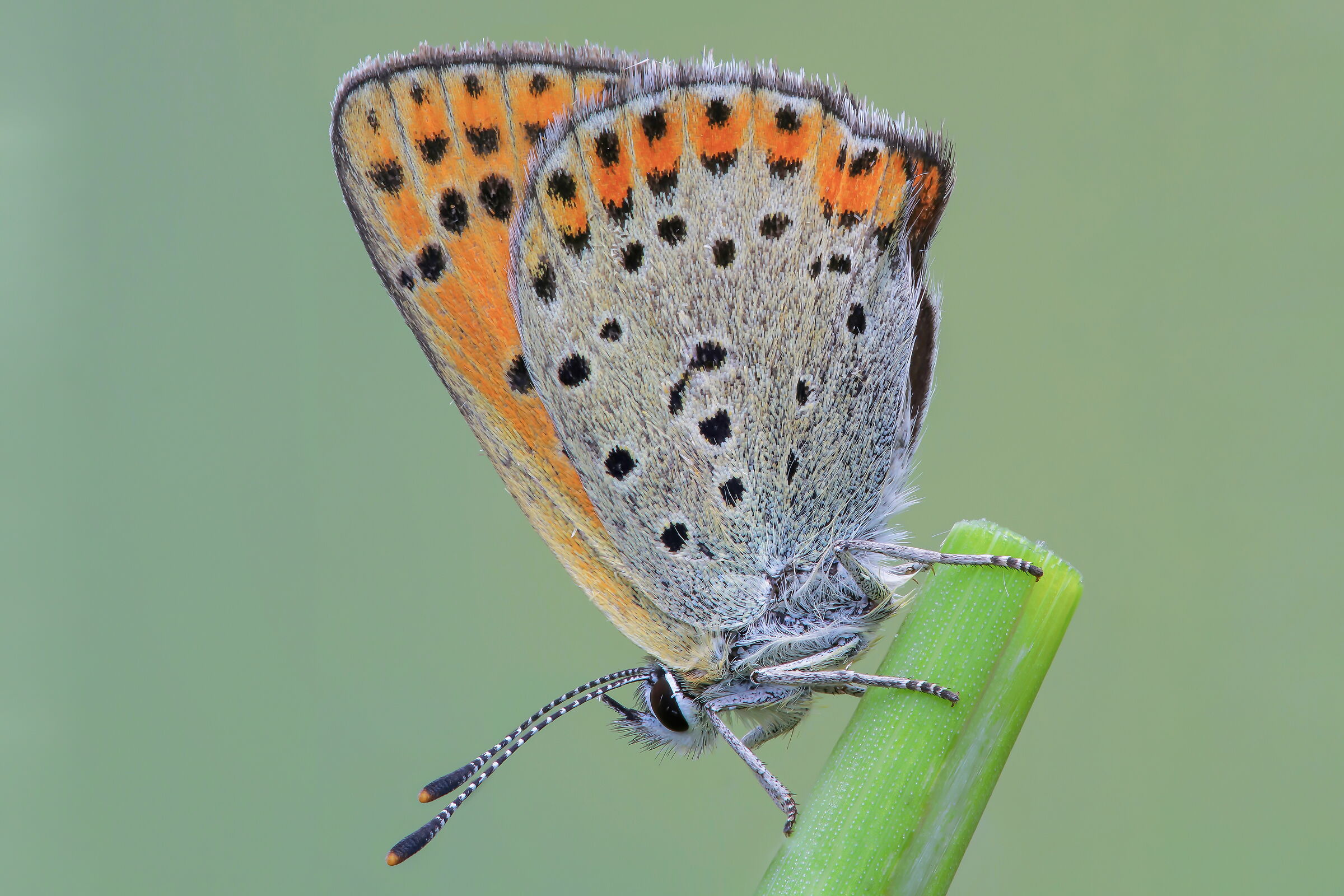 Lycaena thersamon