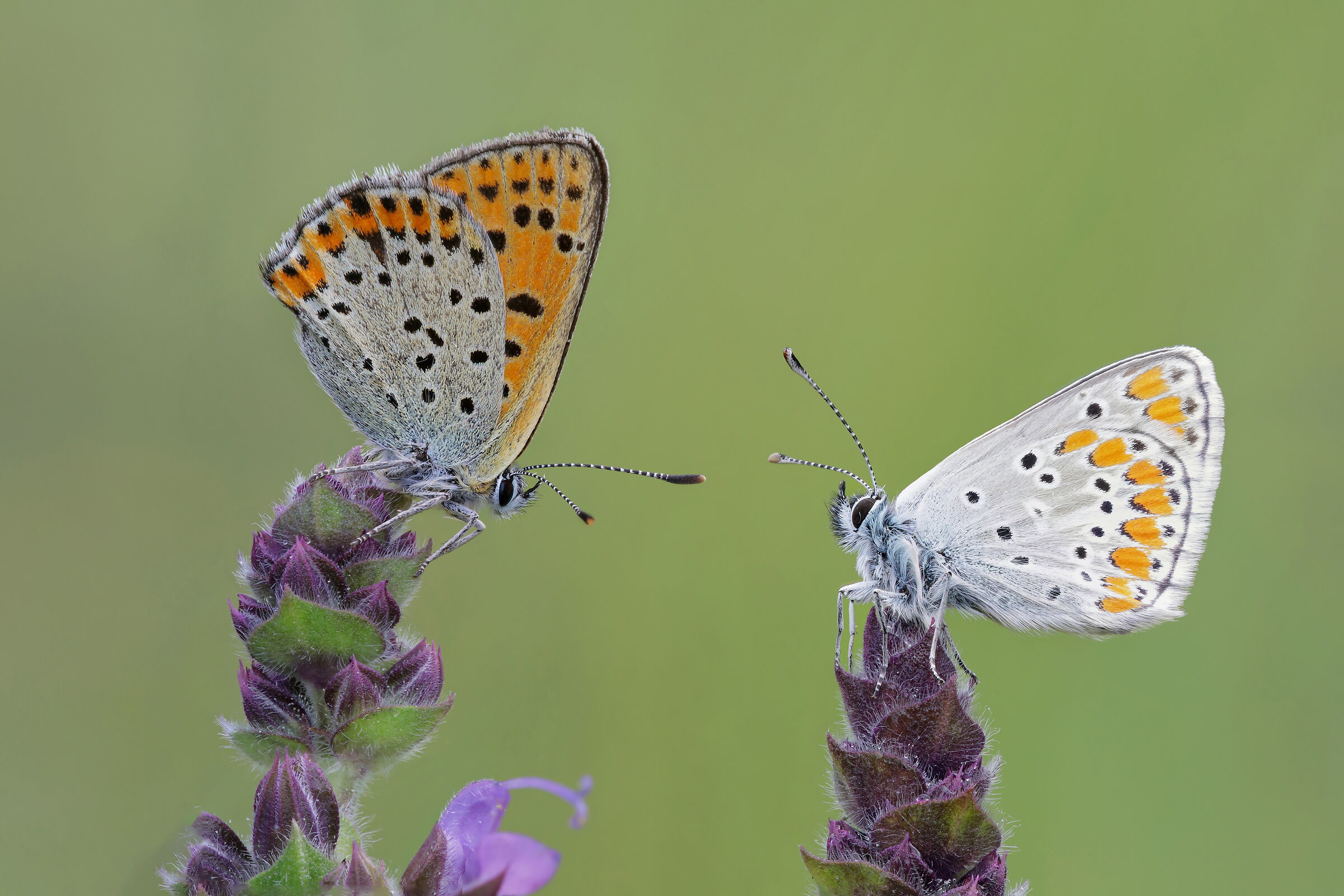 Lycaena thersamon and Aricia gestis