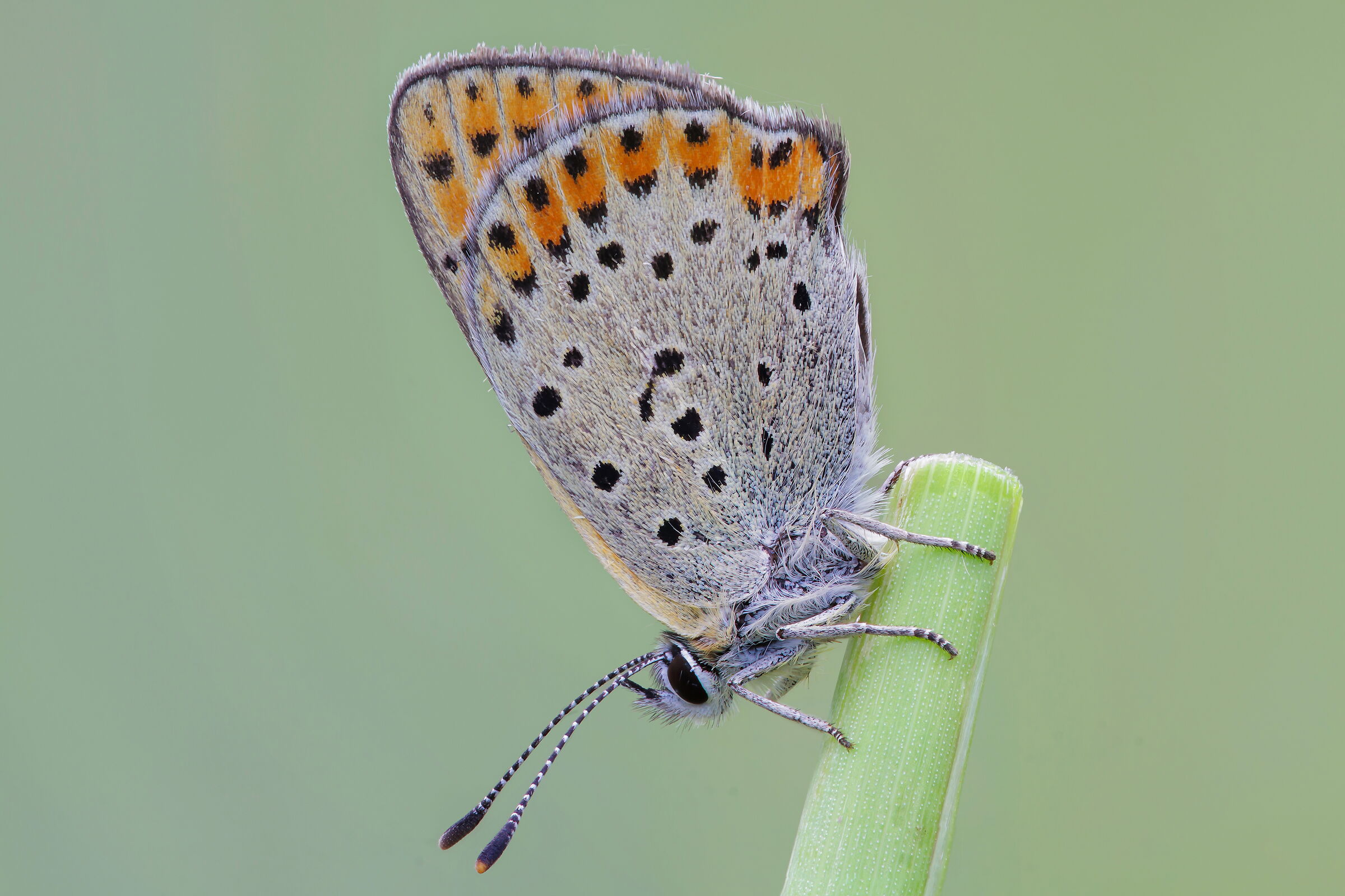 Lycaena thersamon