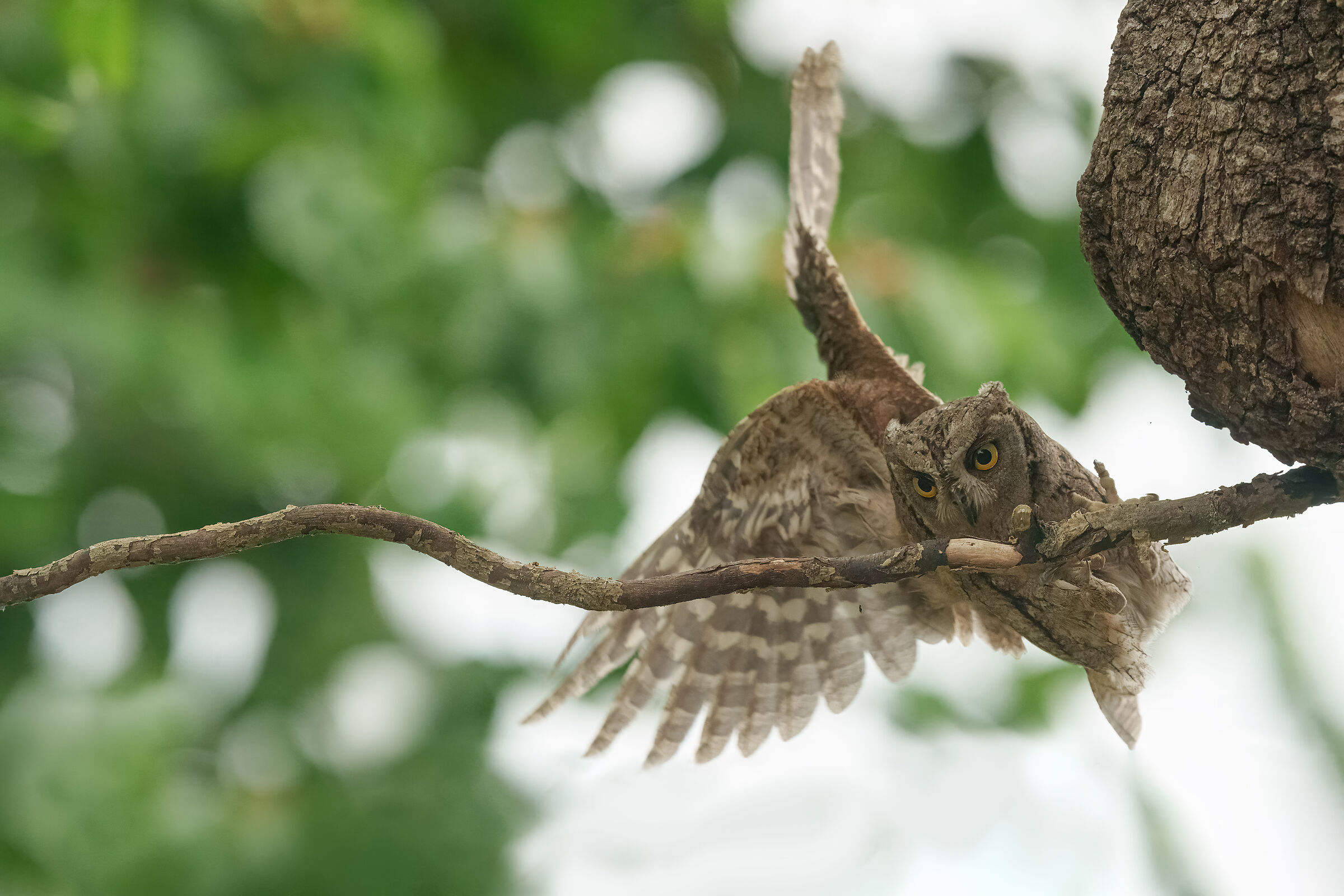 kung fu fighting