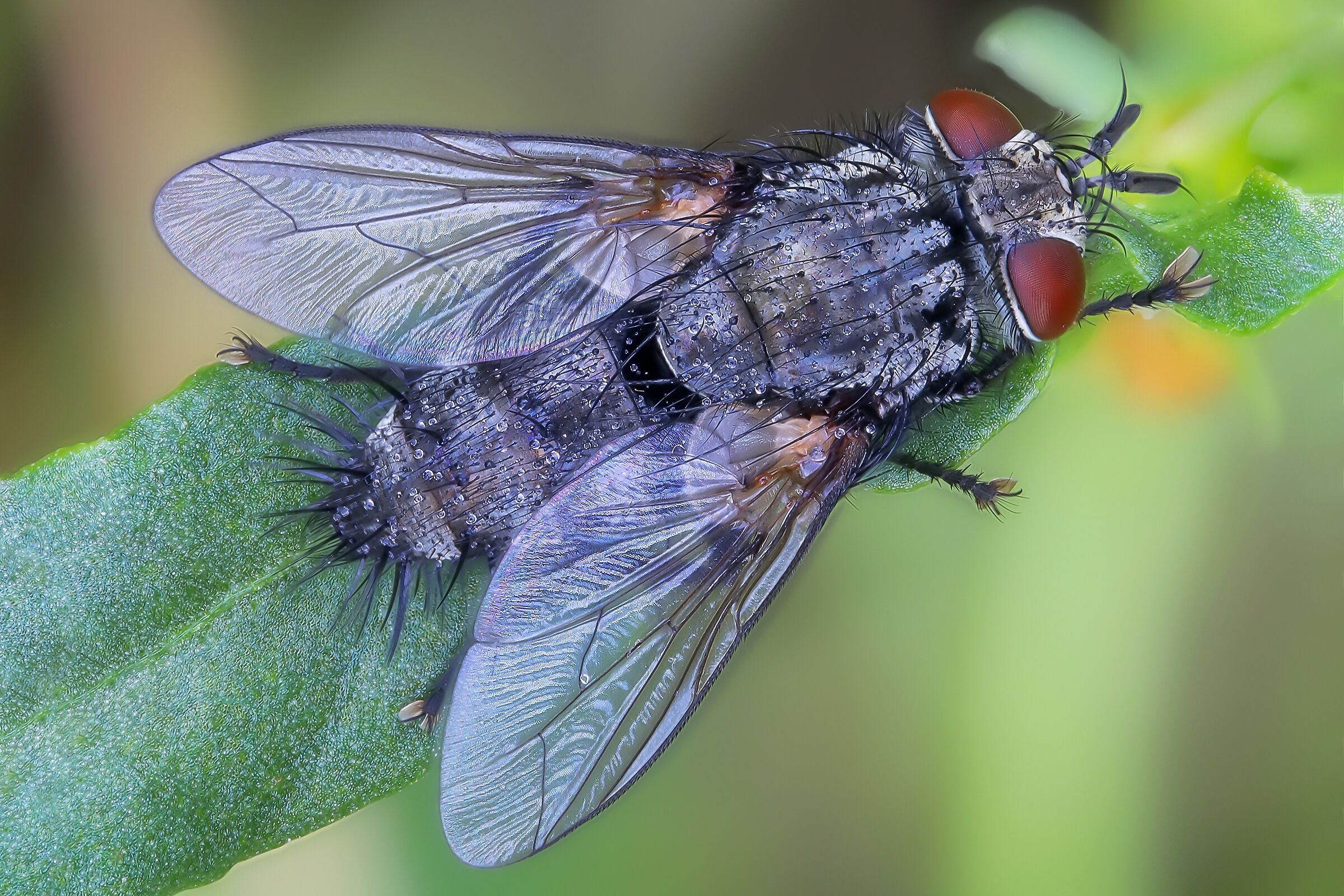 Tachinidae Exoristinae sp.