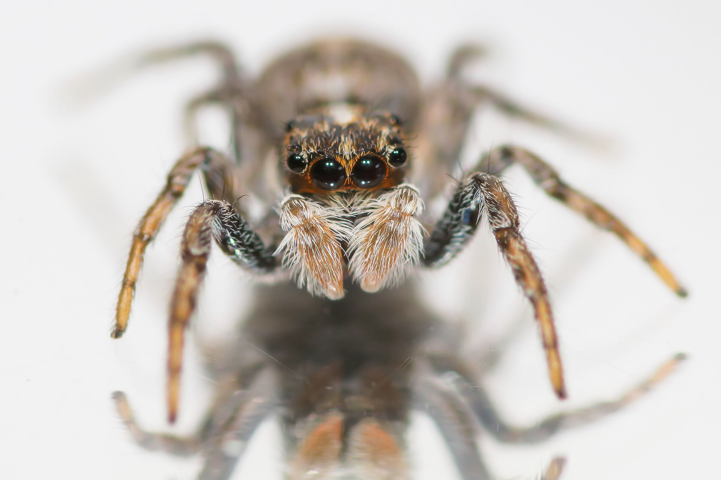 Menemerus semilimbatus