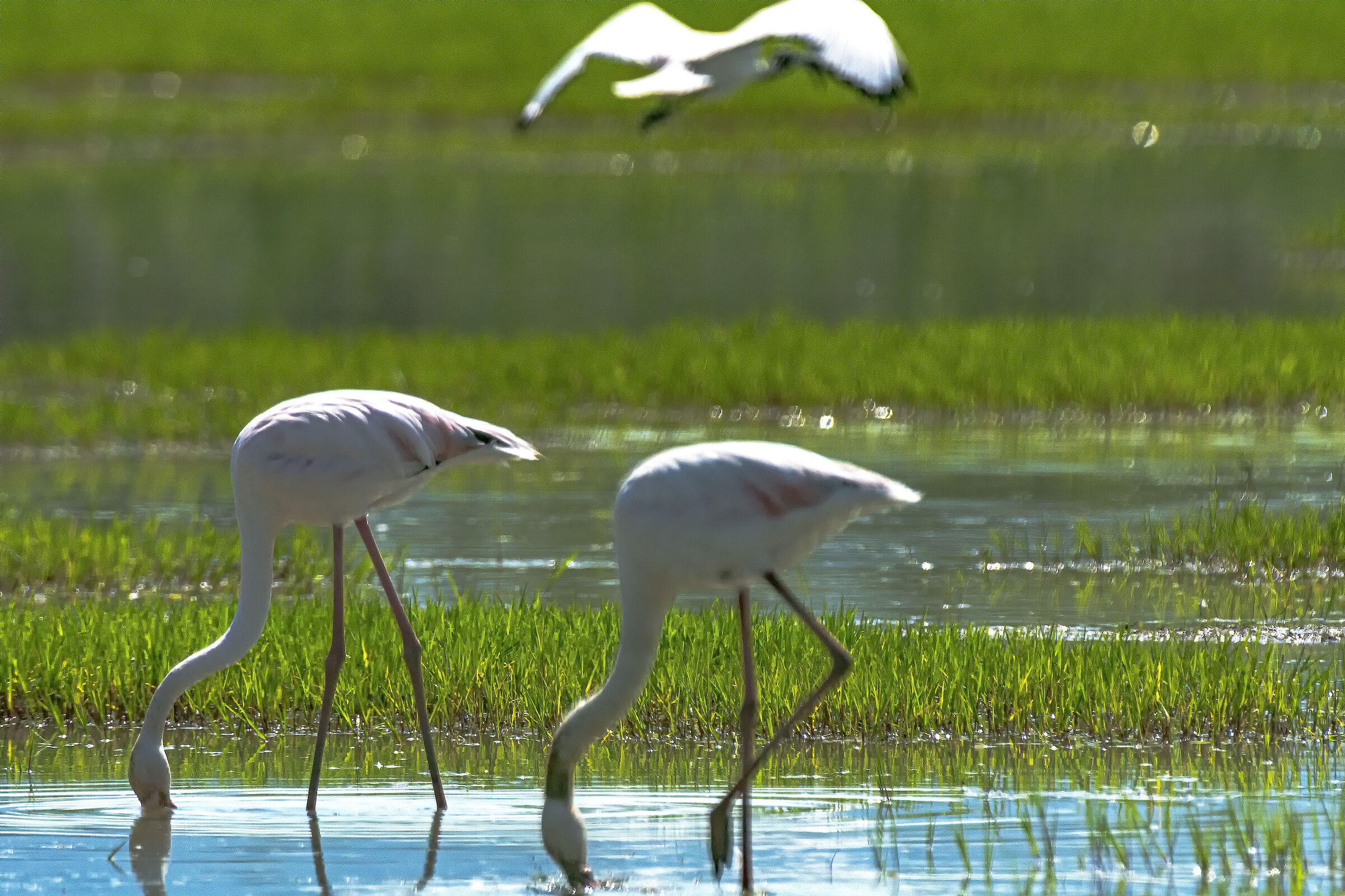 Pink Flamingos & Sacred Ibis