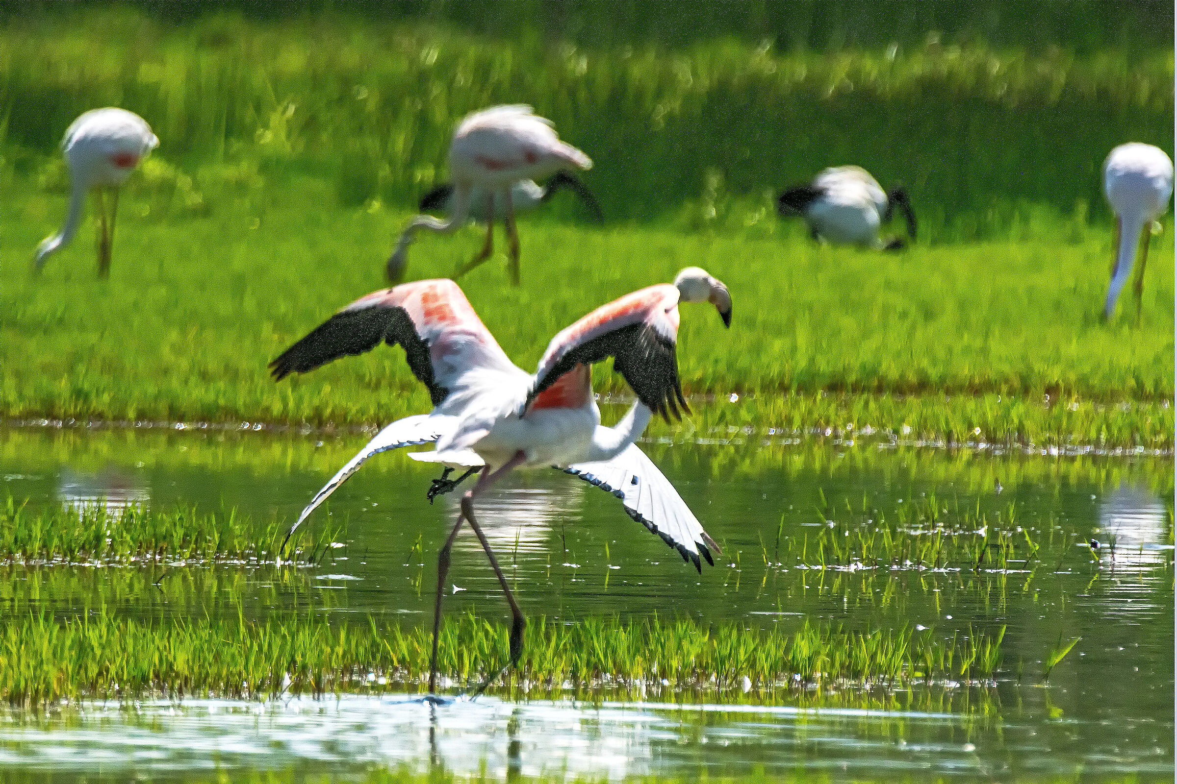 Flamingo vs Ibis 1