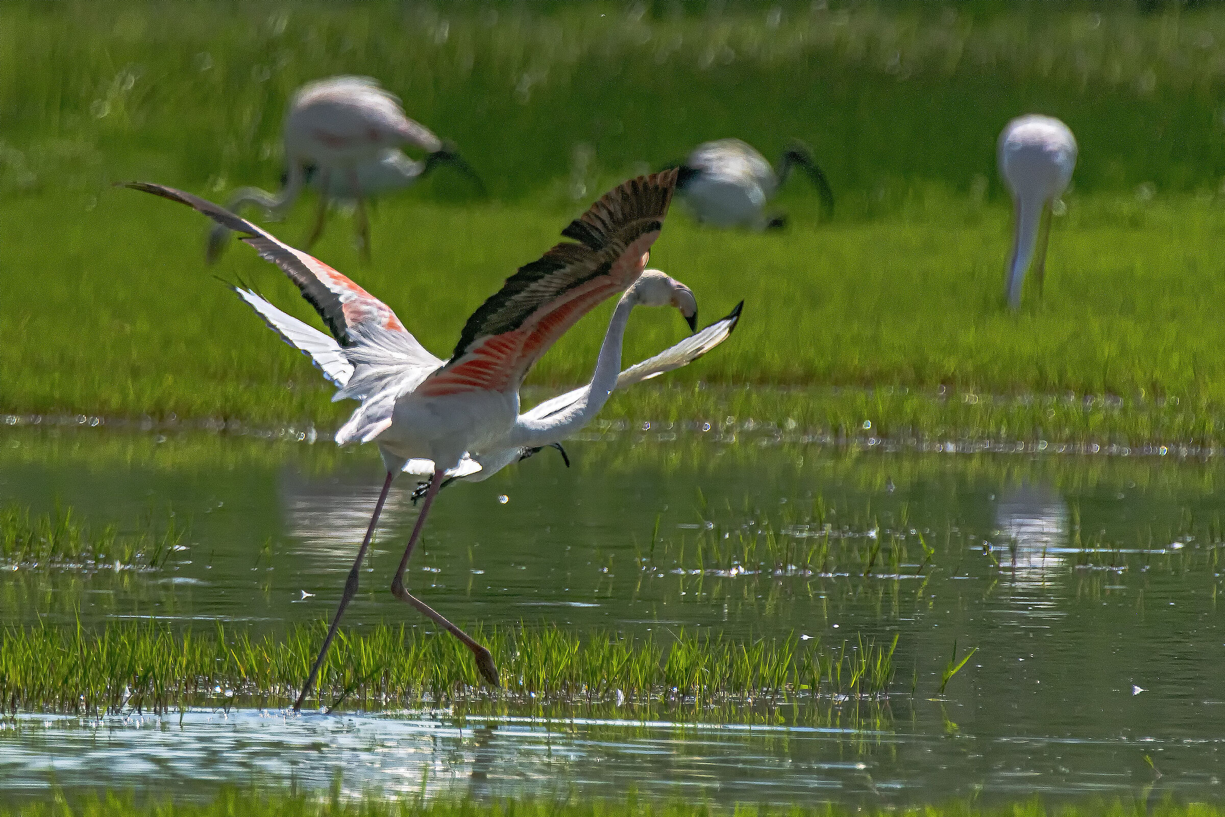Fenicottero vs Ibis 2