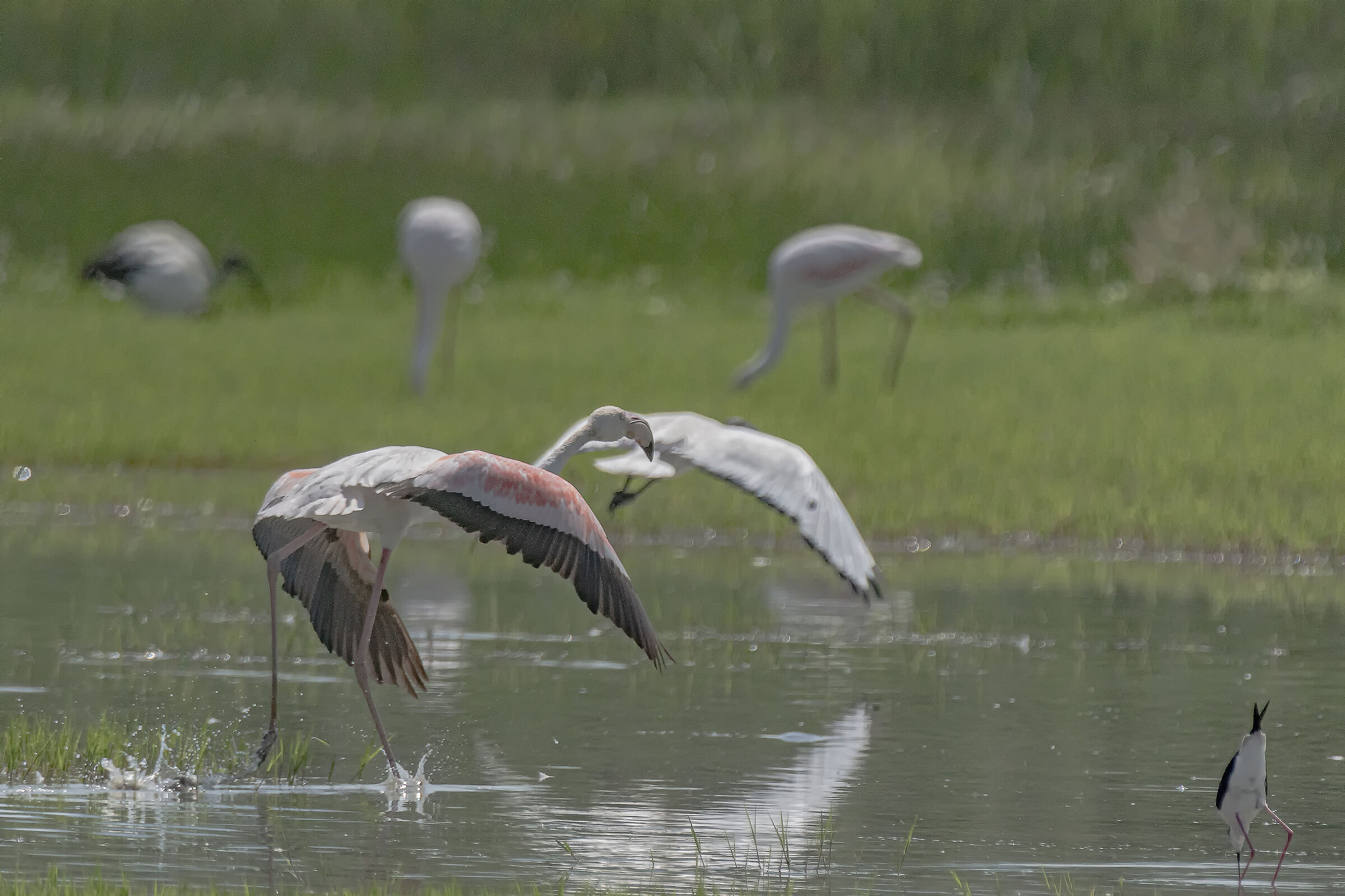 Flamingo vs Ibis 3