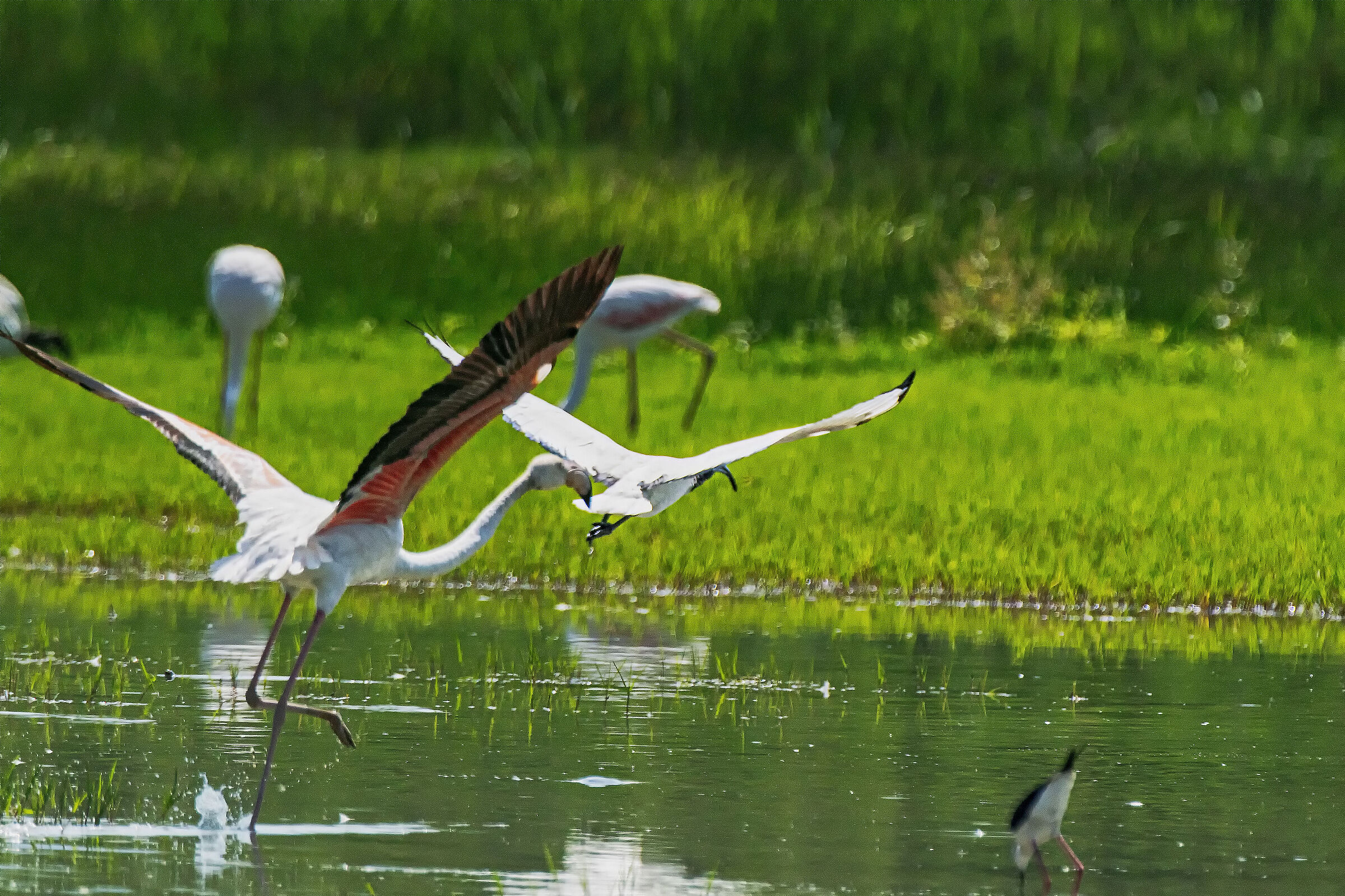 Flamingo vs Ibis 4
