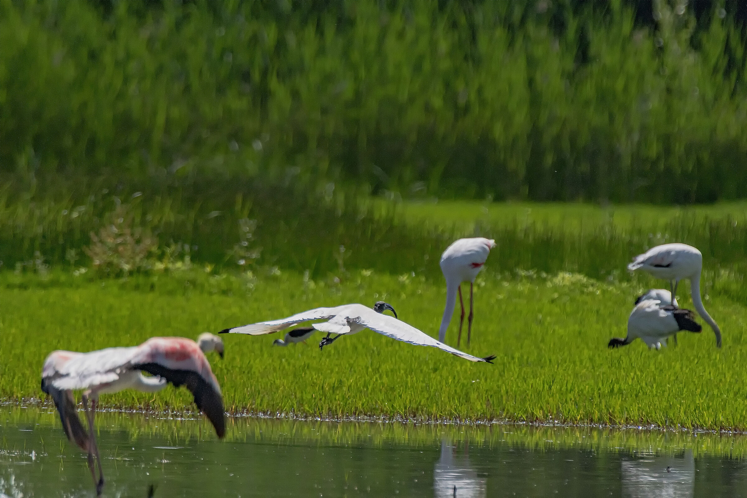 Flamingo vs Ibis 5