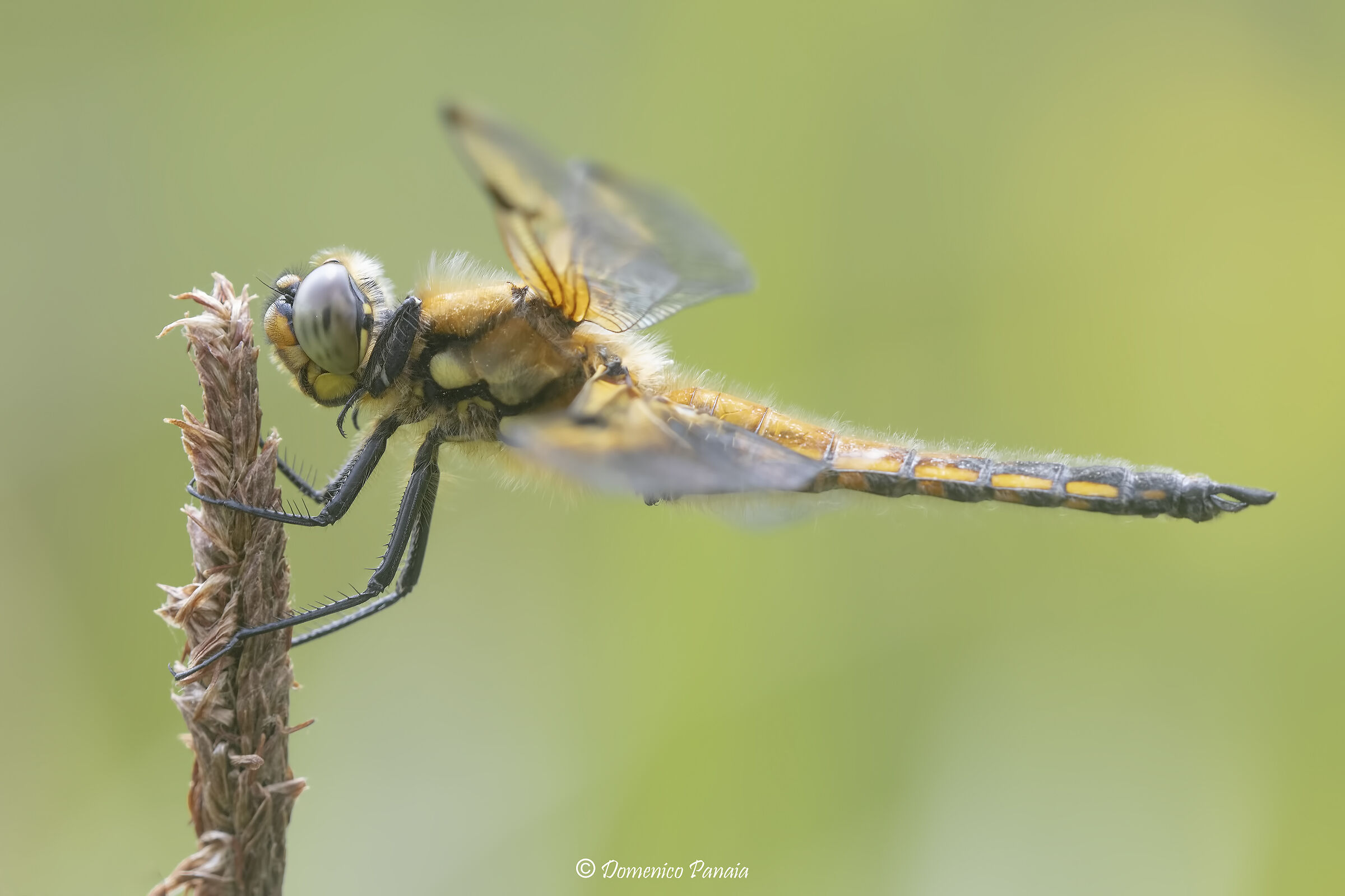 four-spotted dragonfly