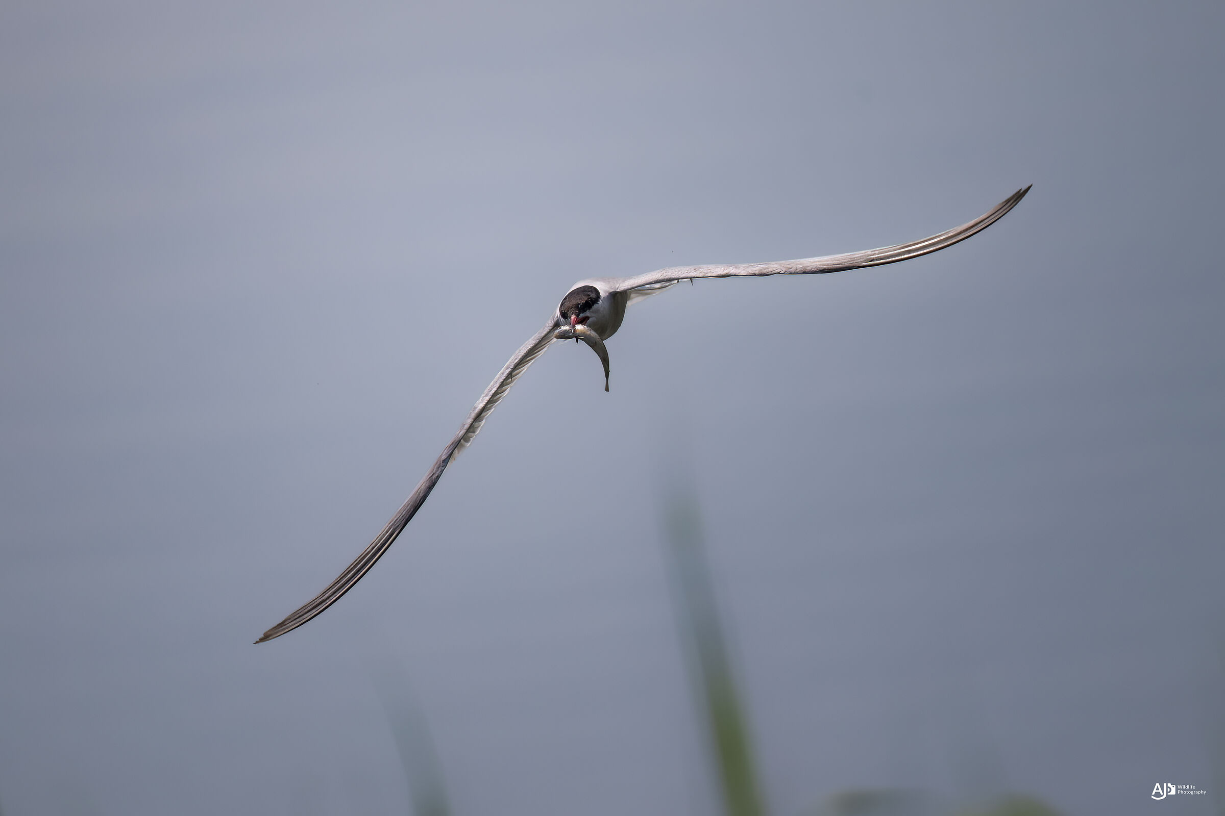 Tern with prey