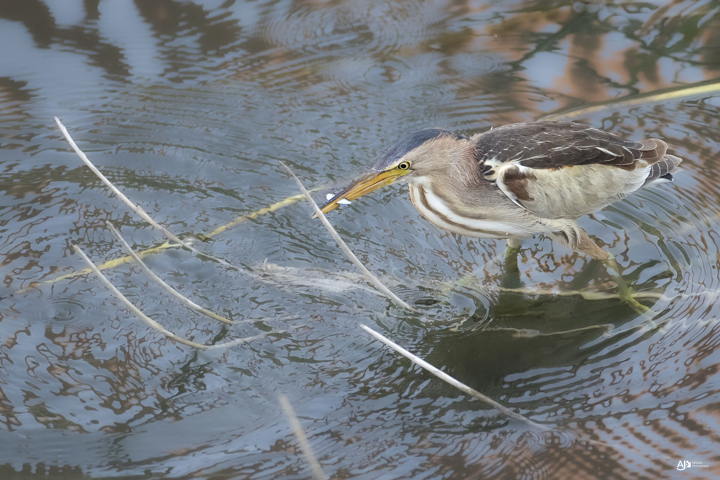 Little bittern with prey