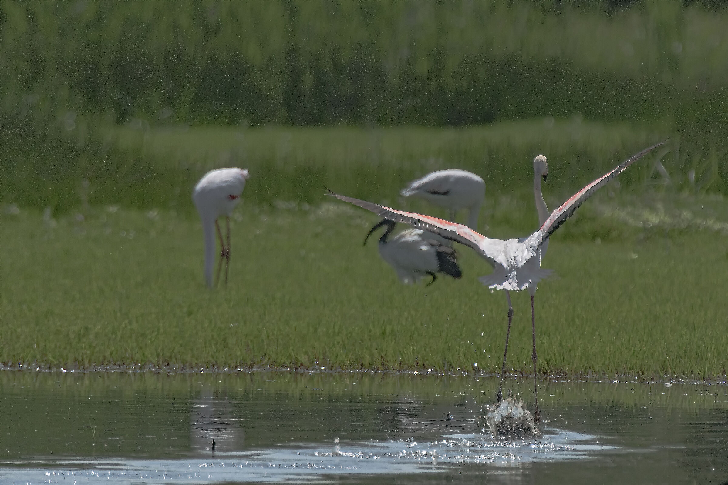 Flamingo vs Ibis 6