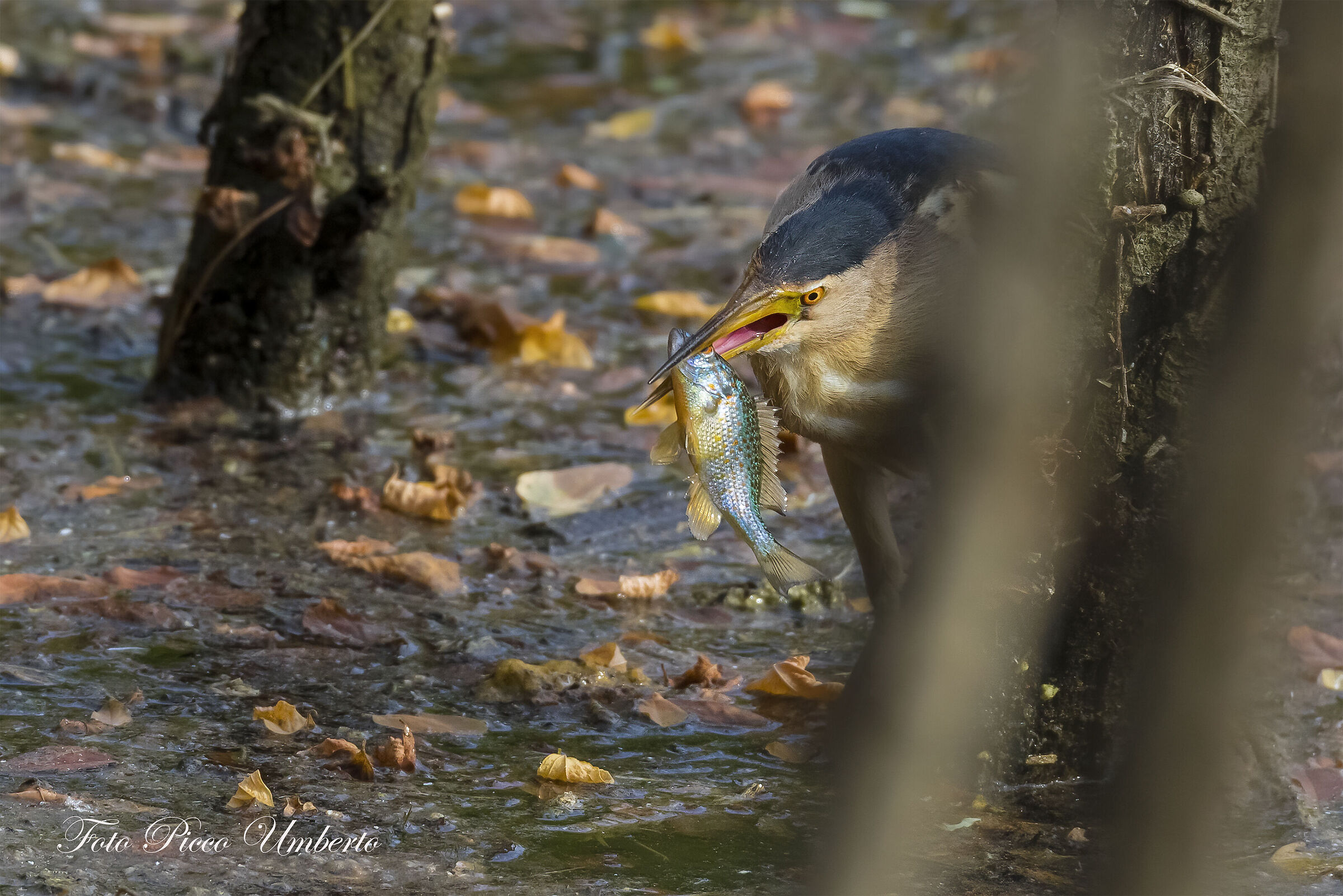tarabusino con pesce sole