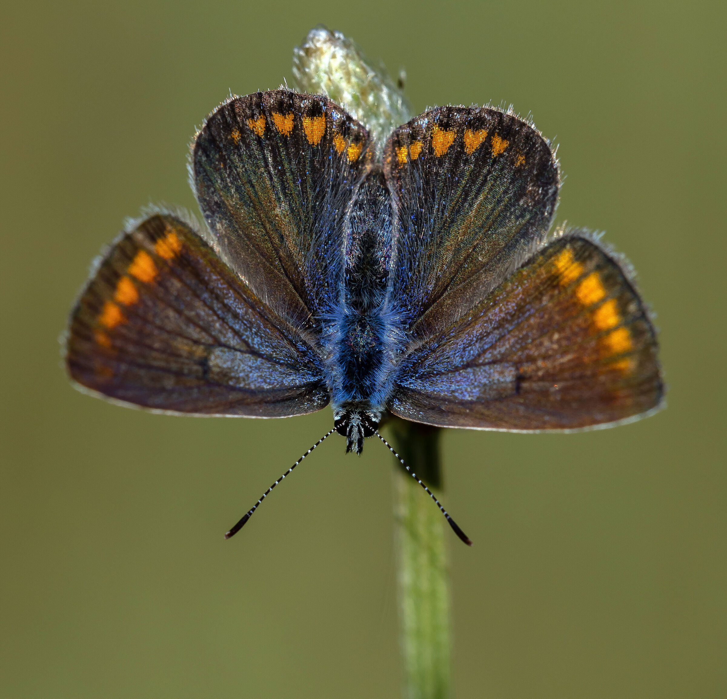 Polyommatus icarus.