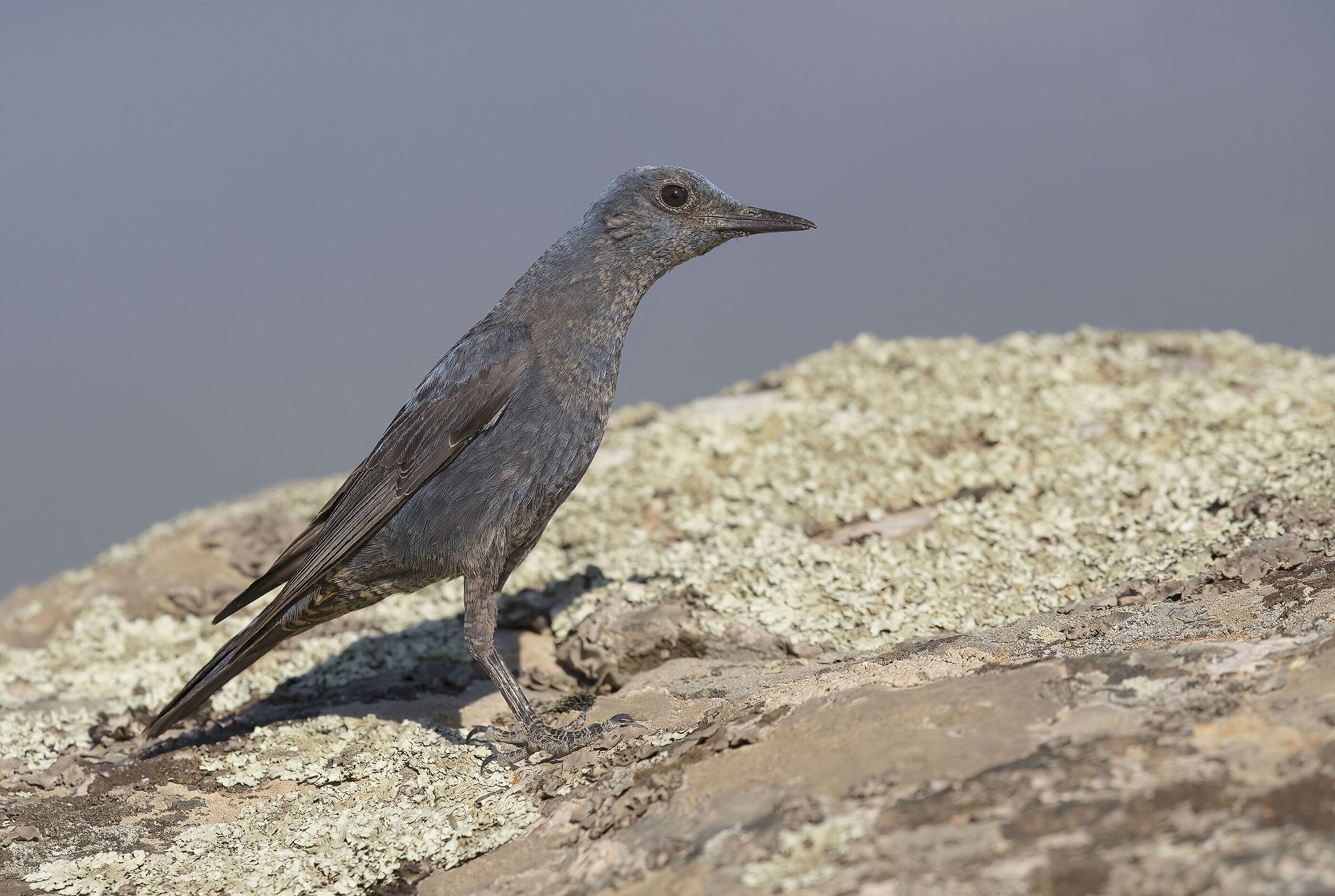 Young solitary sparrow