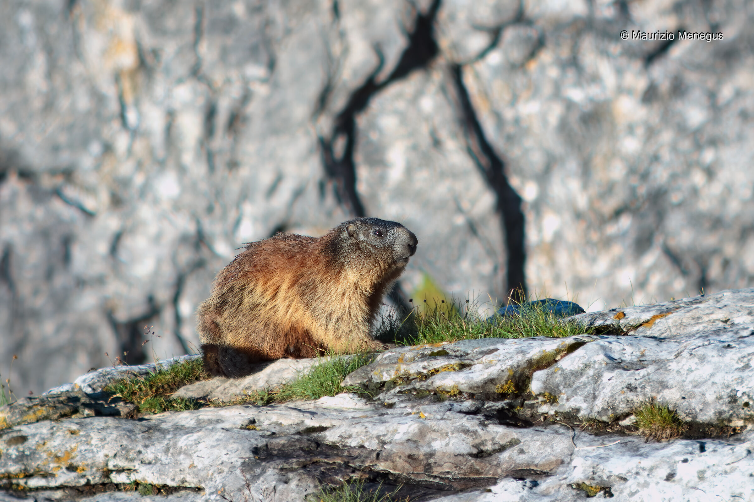 Marmotta - Dolomiti