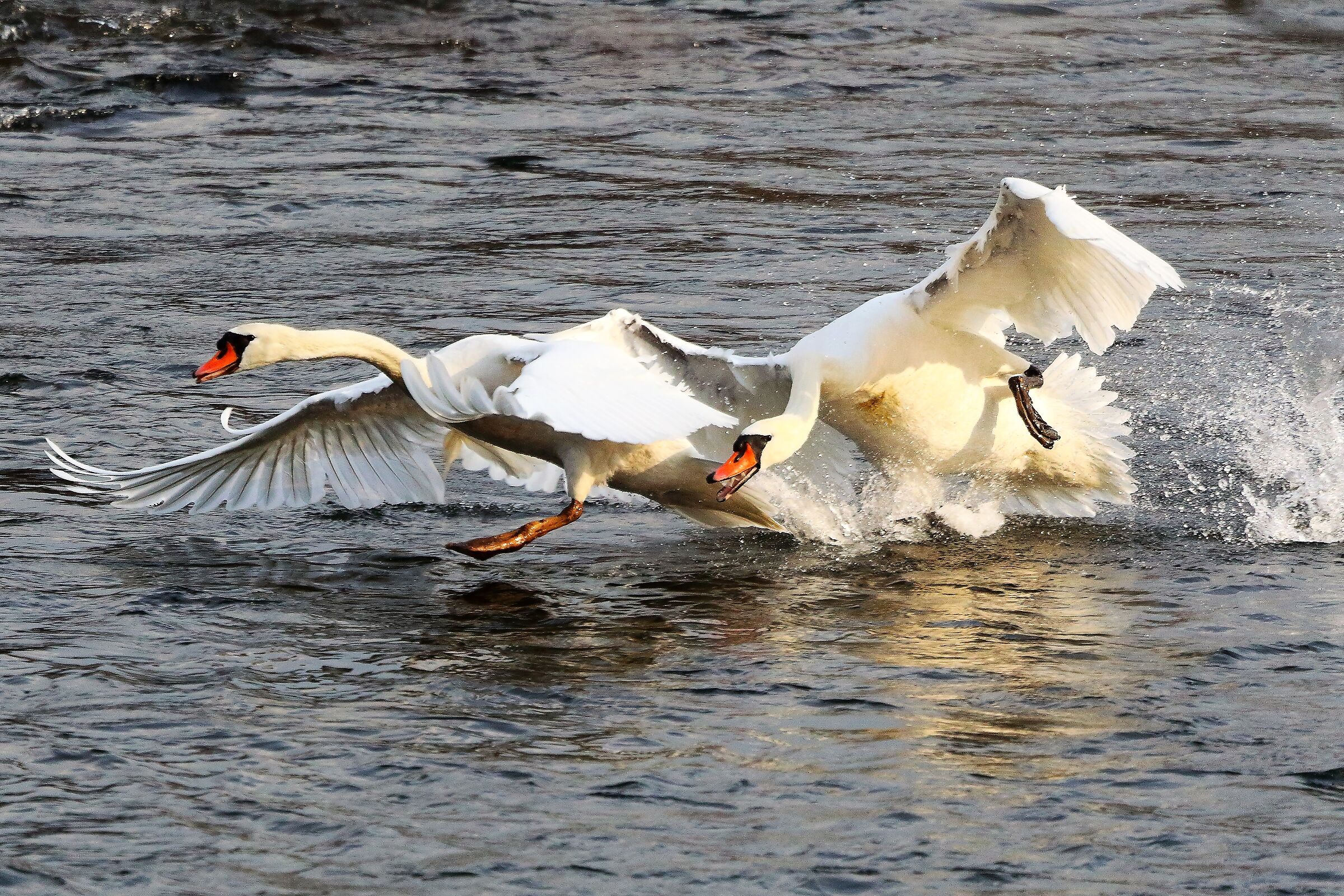 Cigni R 28 febbraio 2023