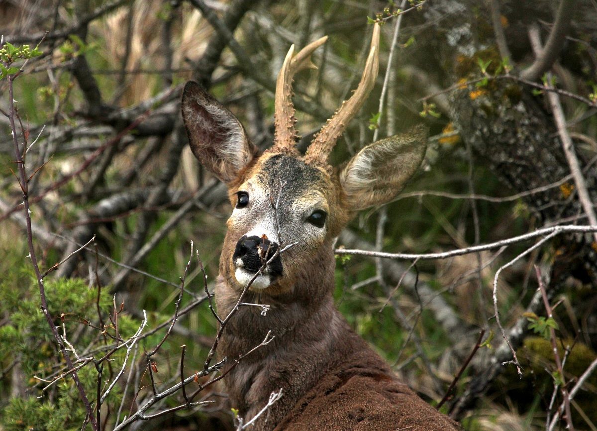 Primo piano di capriolo