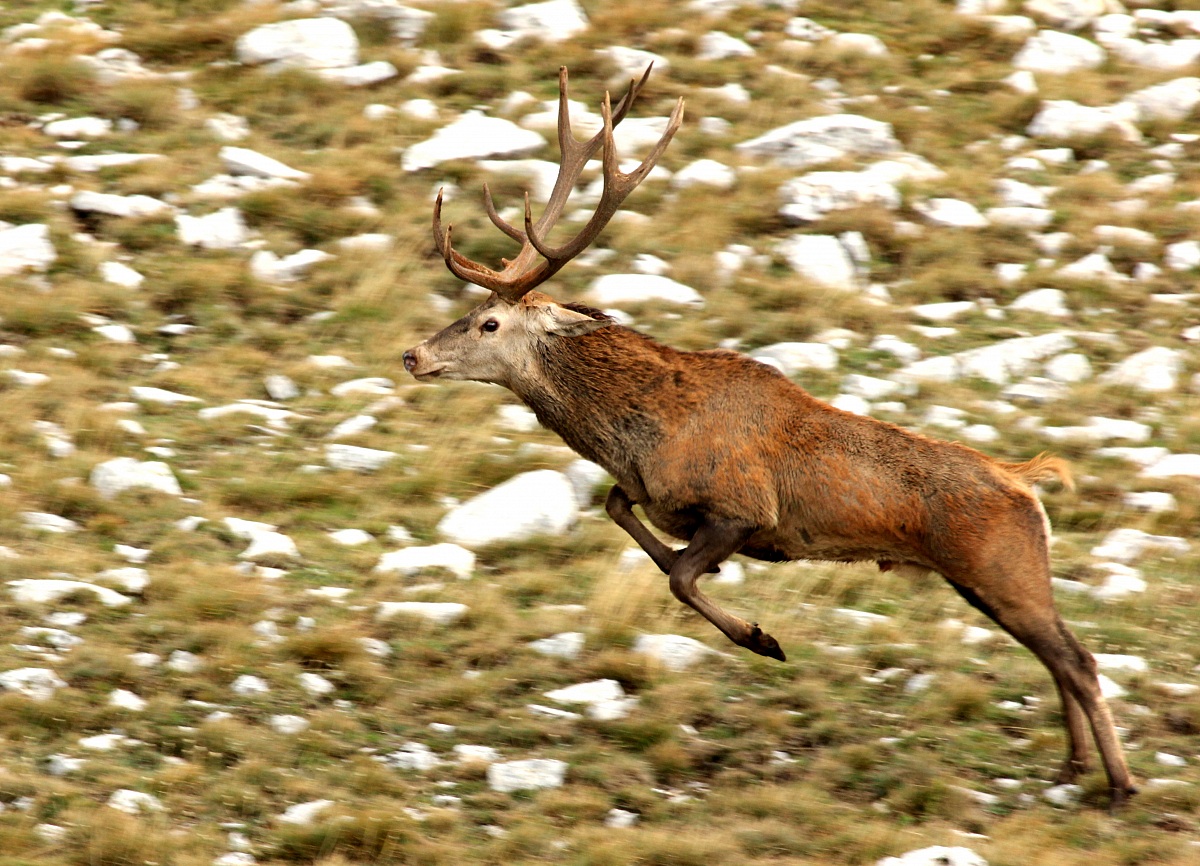 cervo che salta
