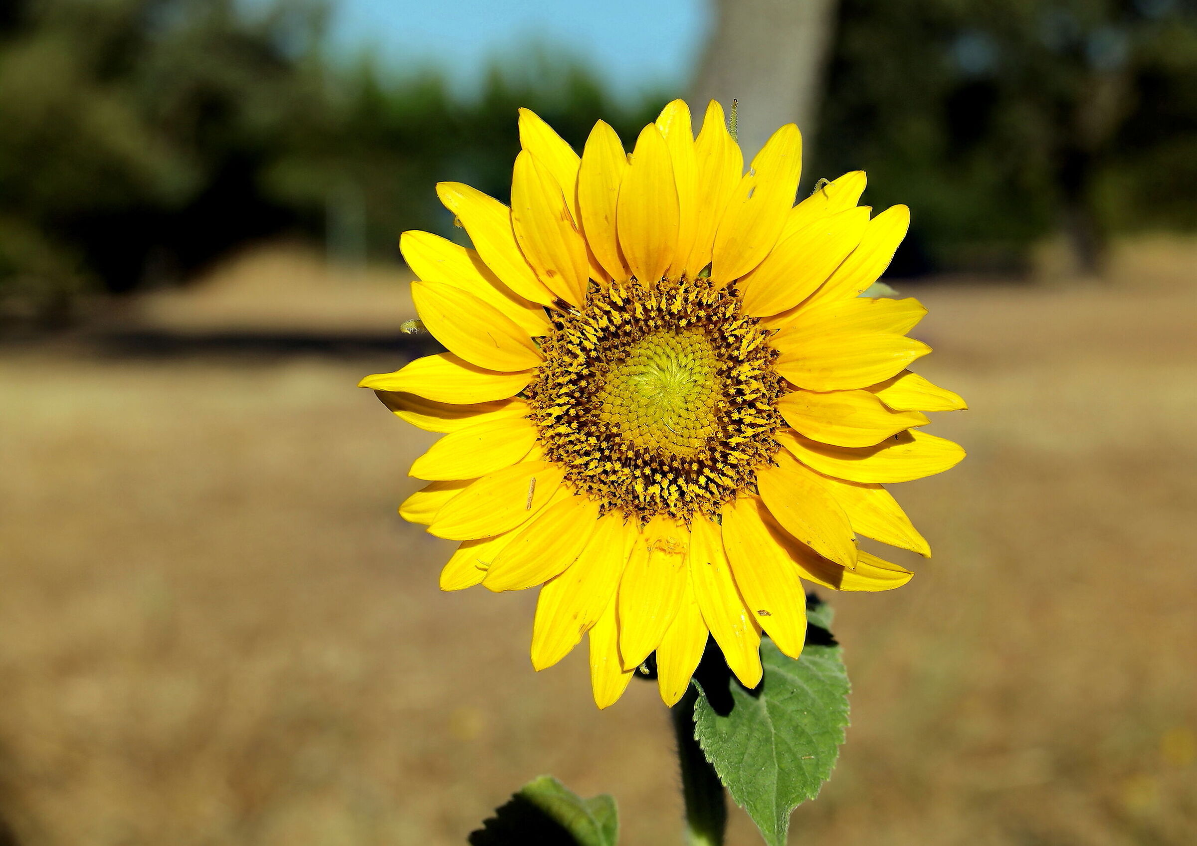 Girasole da solo