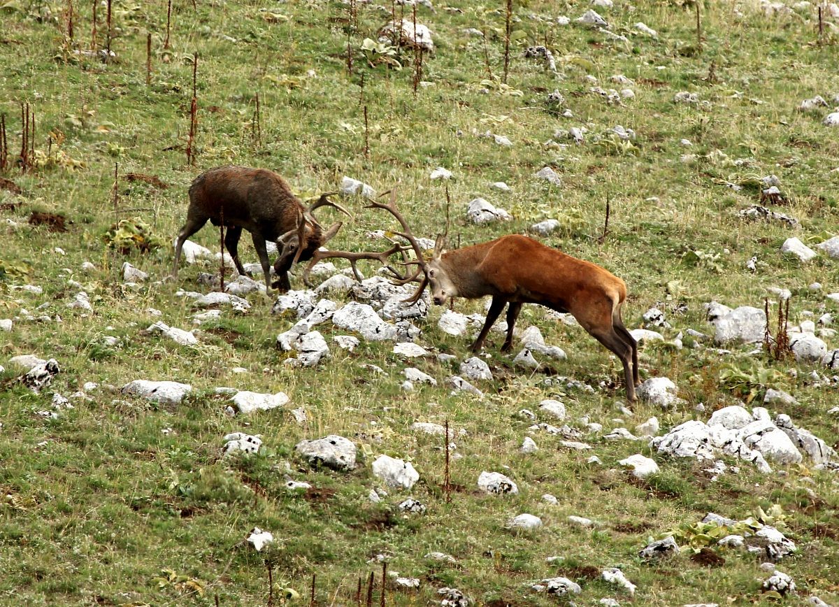 combattimento di cervi