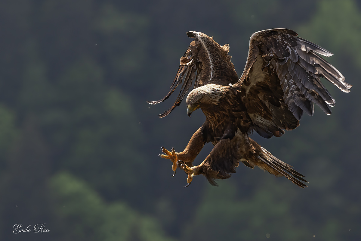 golden eagle Italian Alps