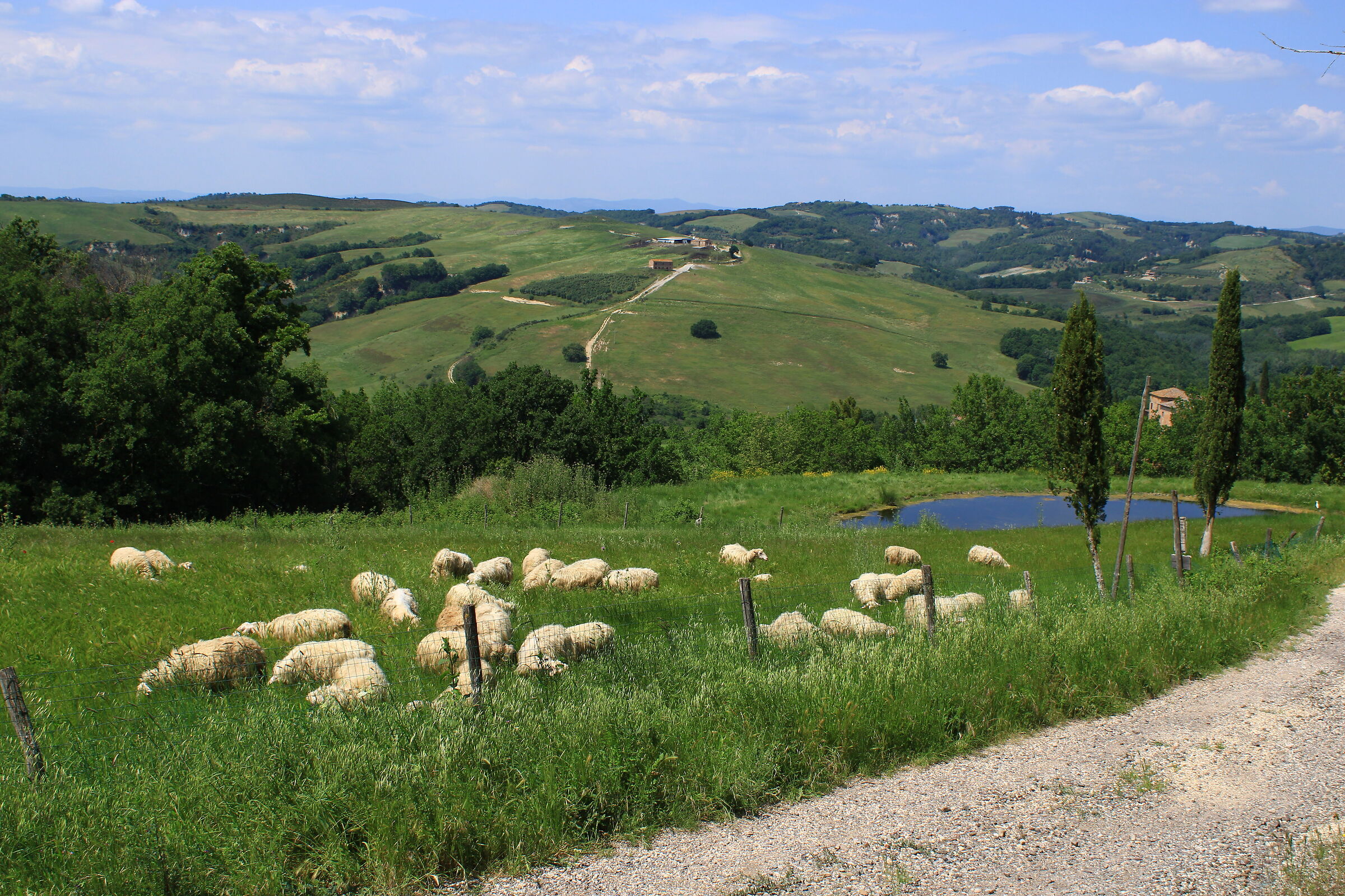 Sheep on the way home