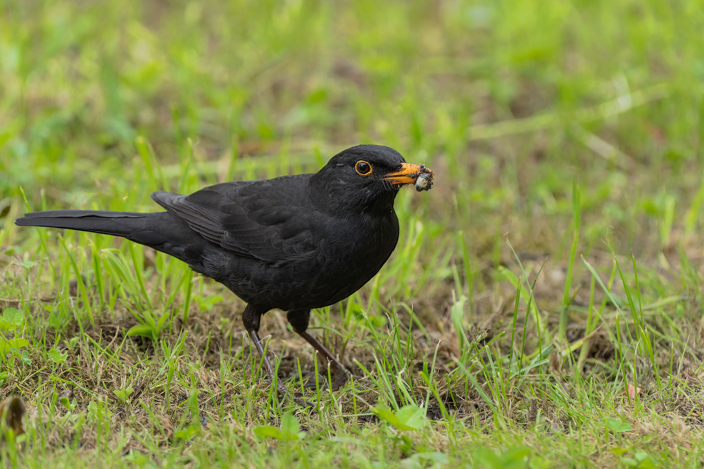 Blackbird