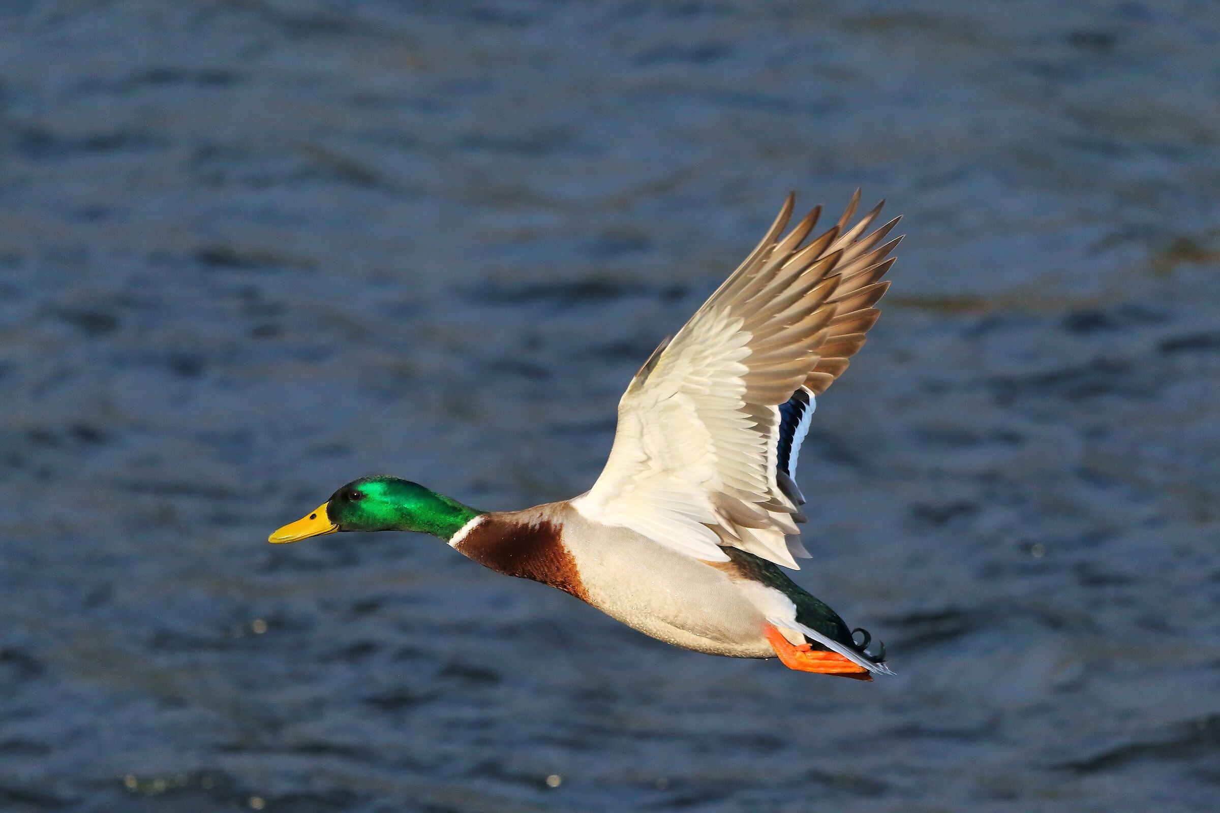 Germano 28 febbraio 2023