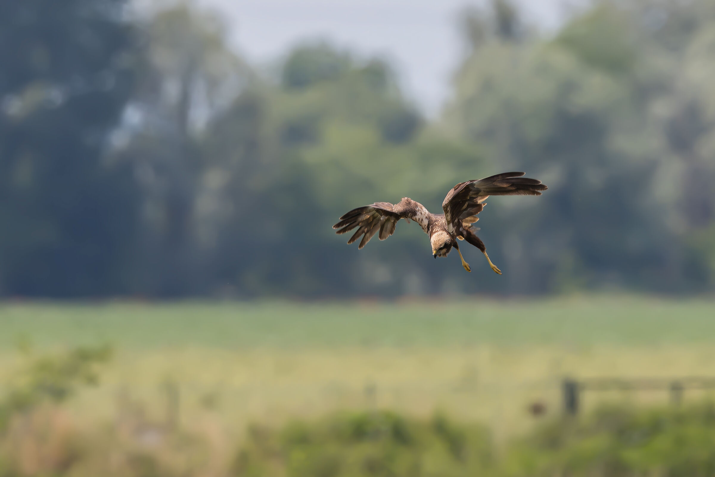 Marsh harrier