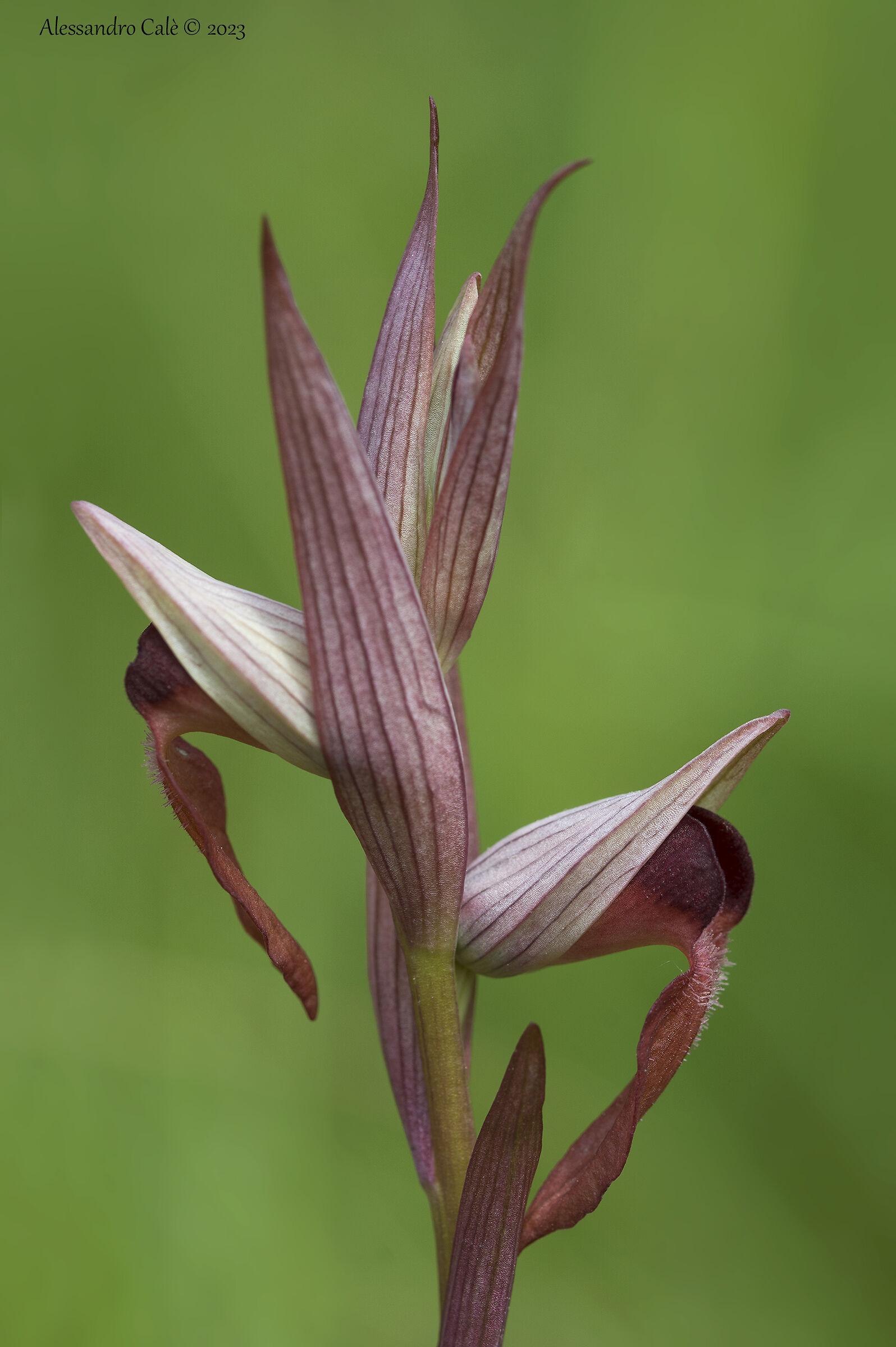 Serapias vomeracea 8553