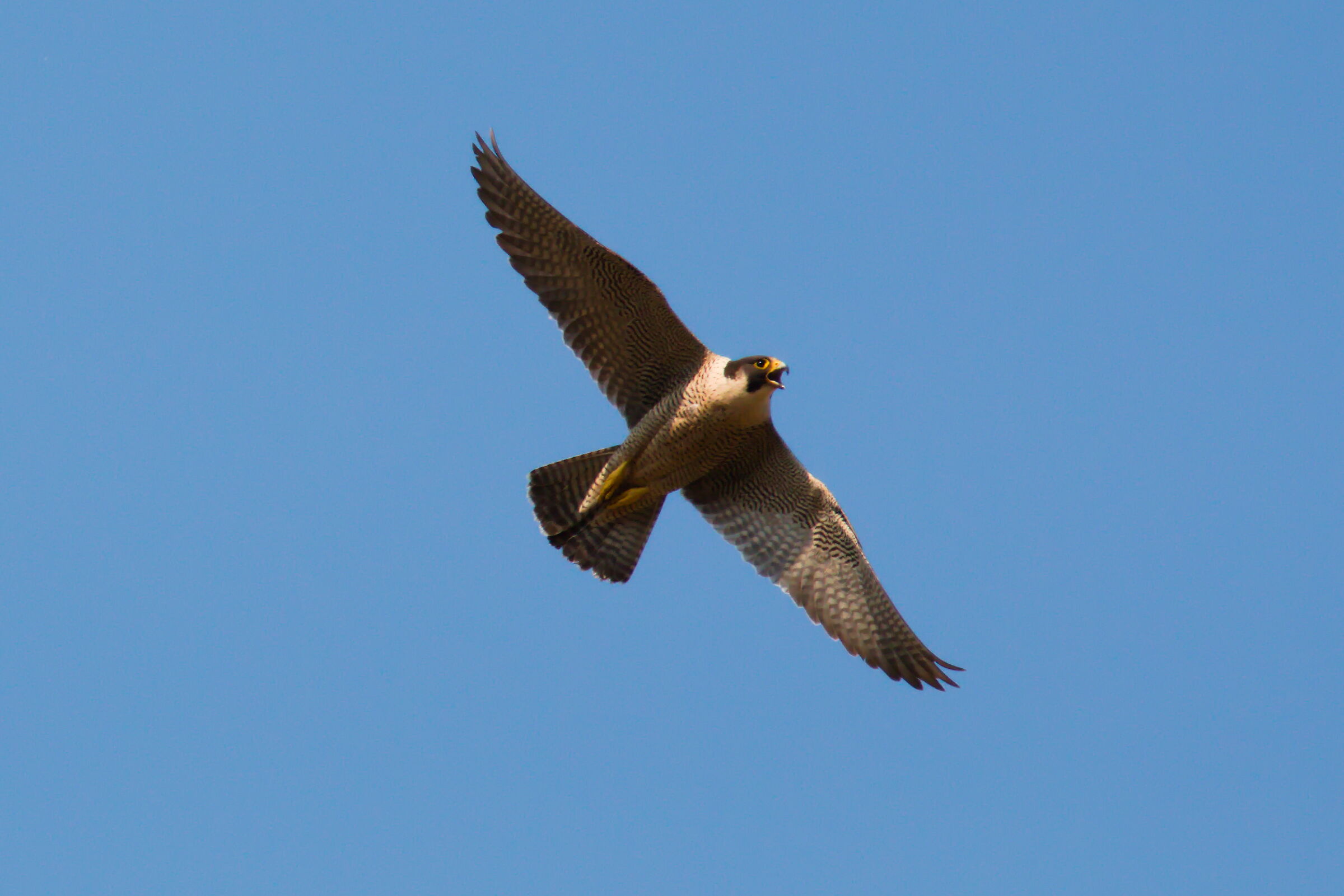 peregrine