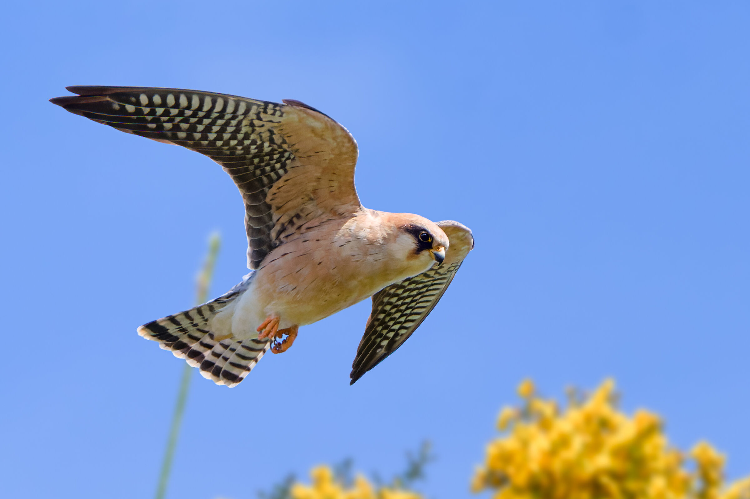 Cacciando tra le ginestre - Falco cuculo (femmina)