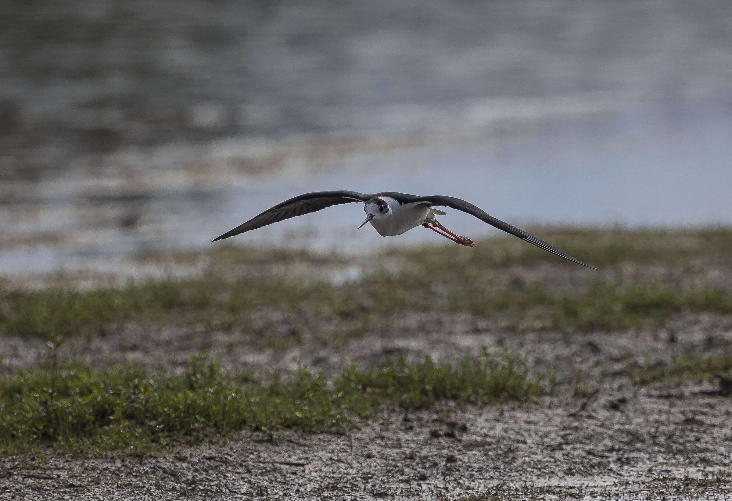Gliding flight