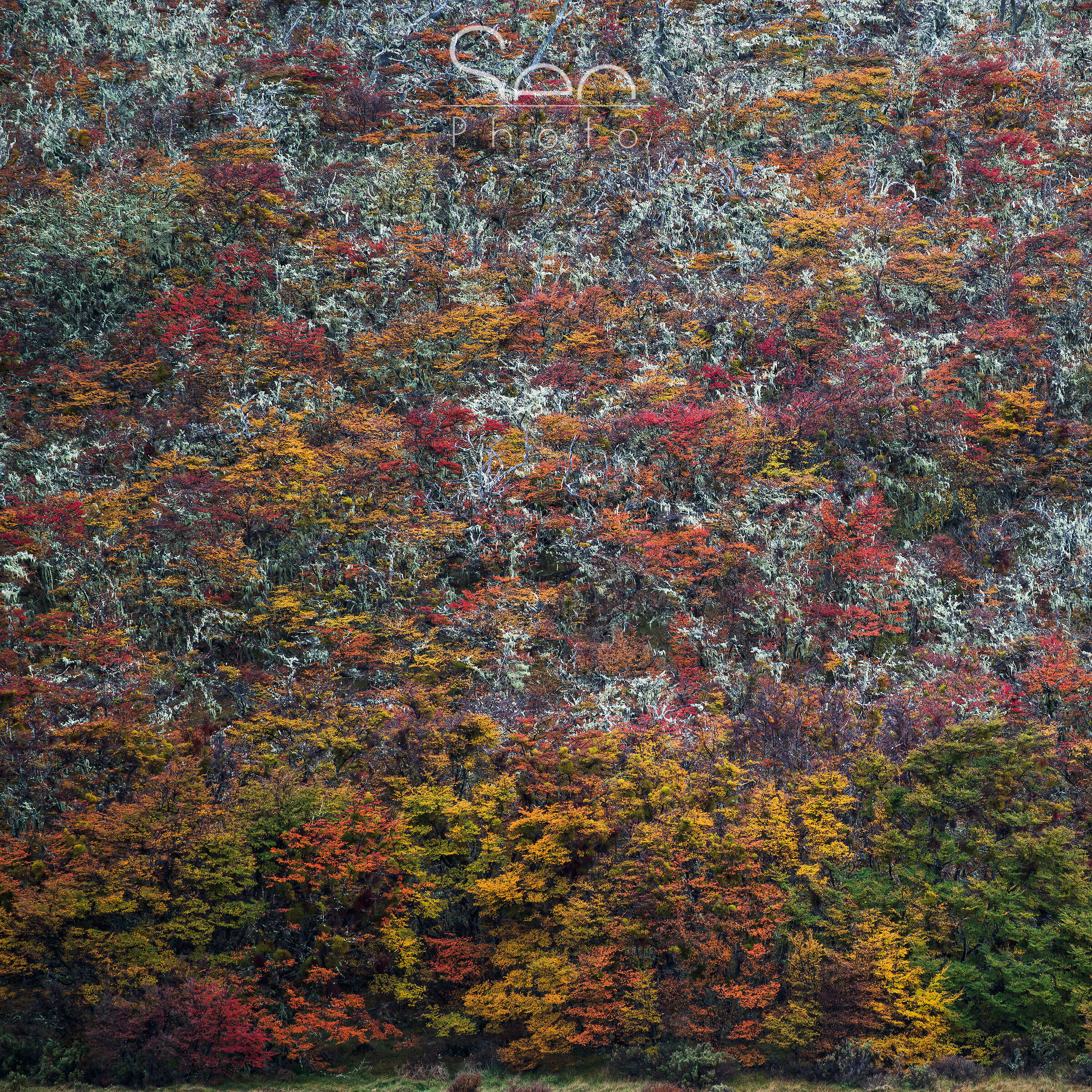 Patagonia, olio su tela