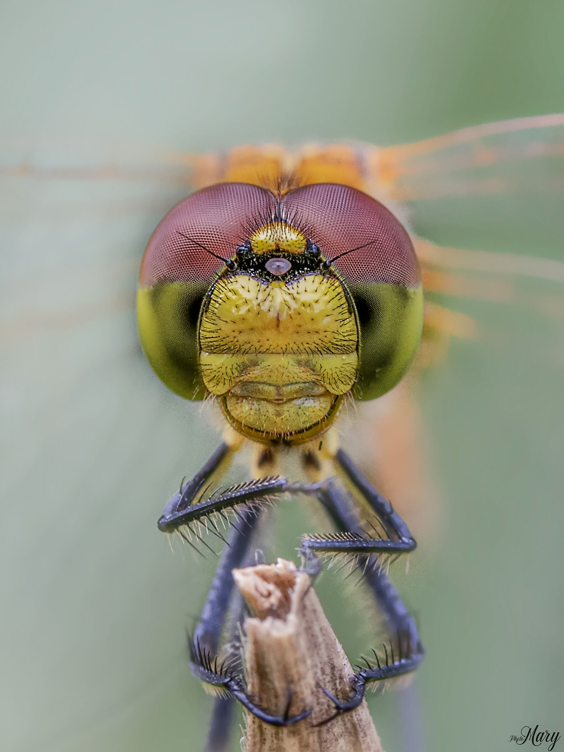 Close-up of dragonfly
