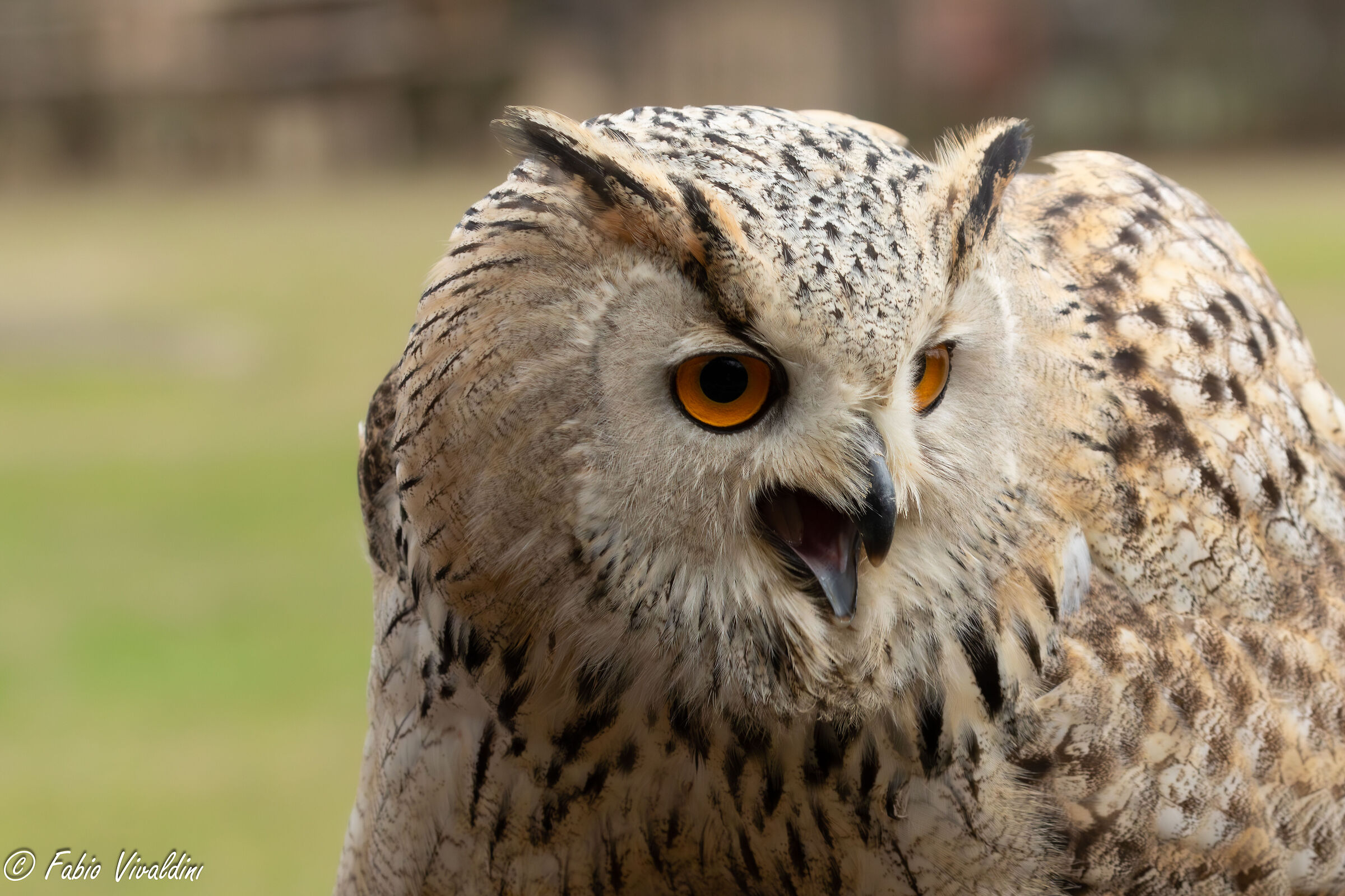 Gufo Reale - falconeria - Cattività