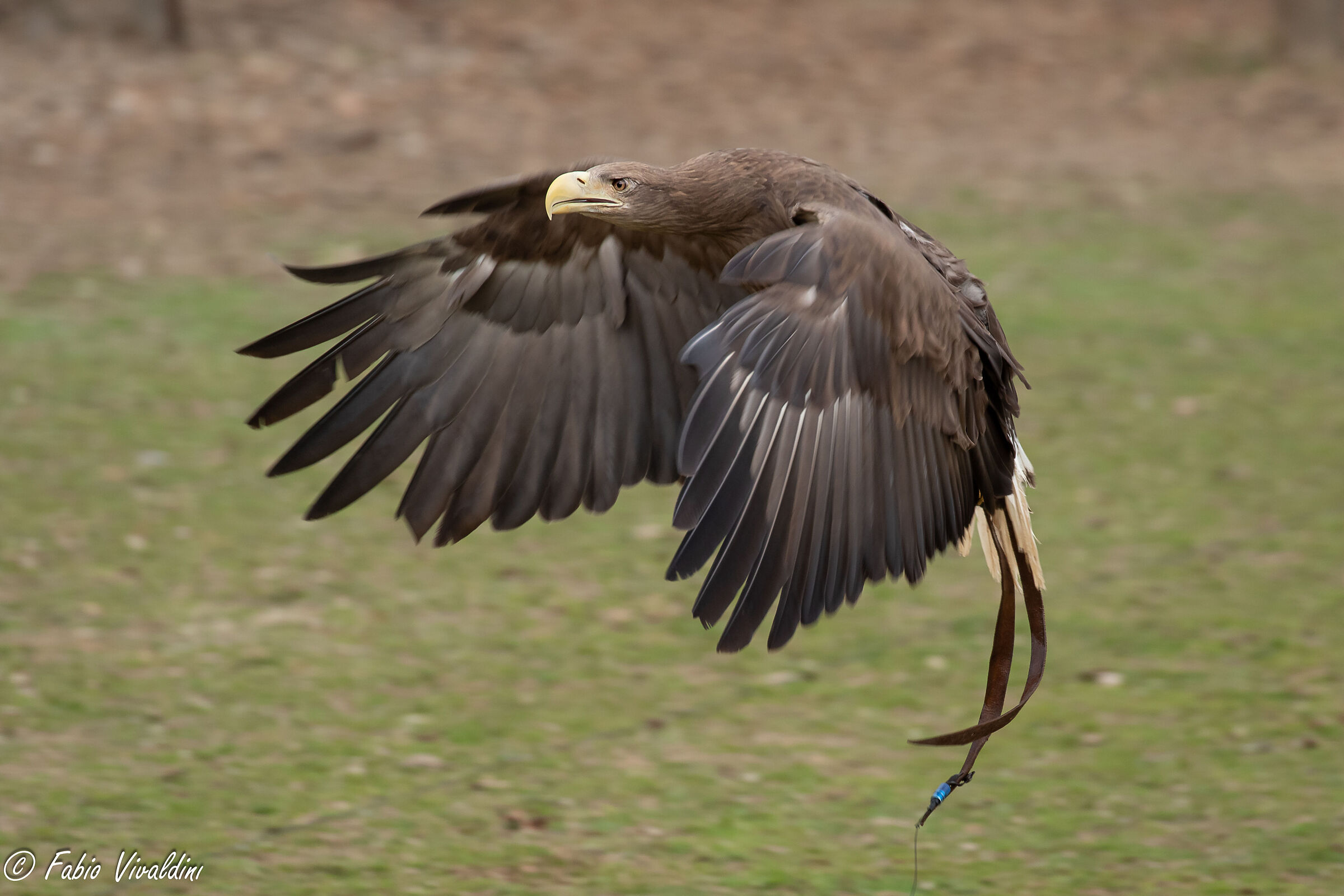 Aquila di mare - Faconeria - Cattività
